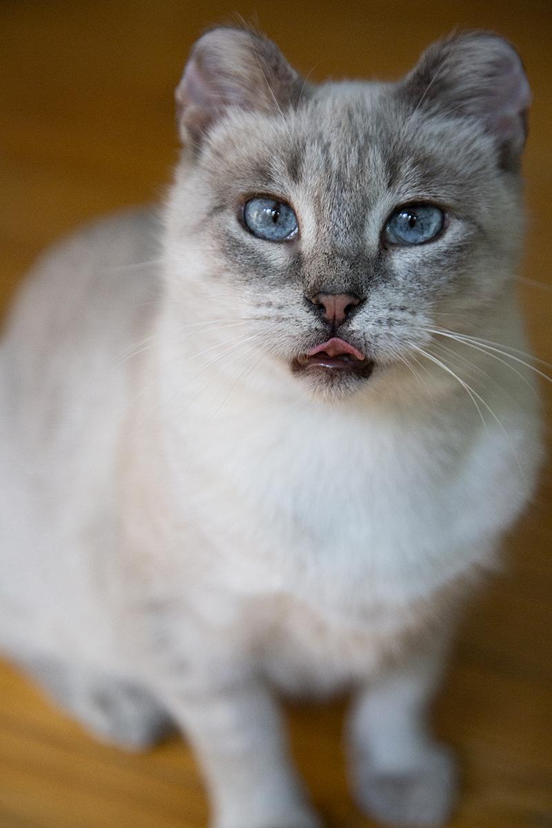 Enlarge Ami, an adopted mixed breed in Chicago, IL image 2/6