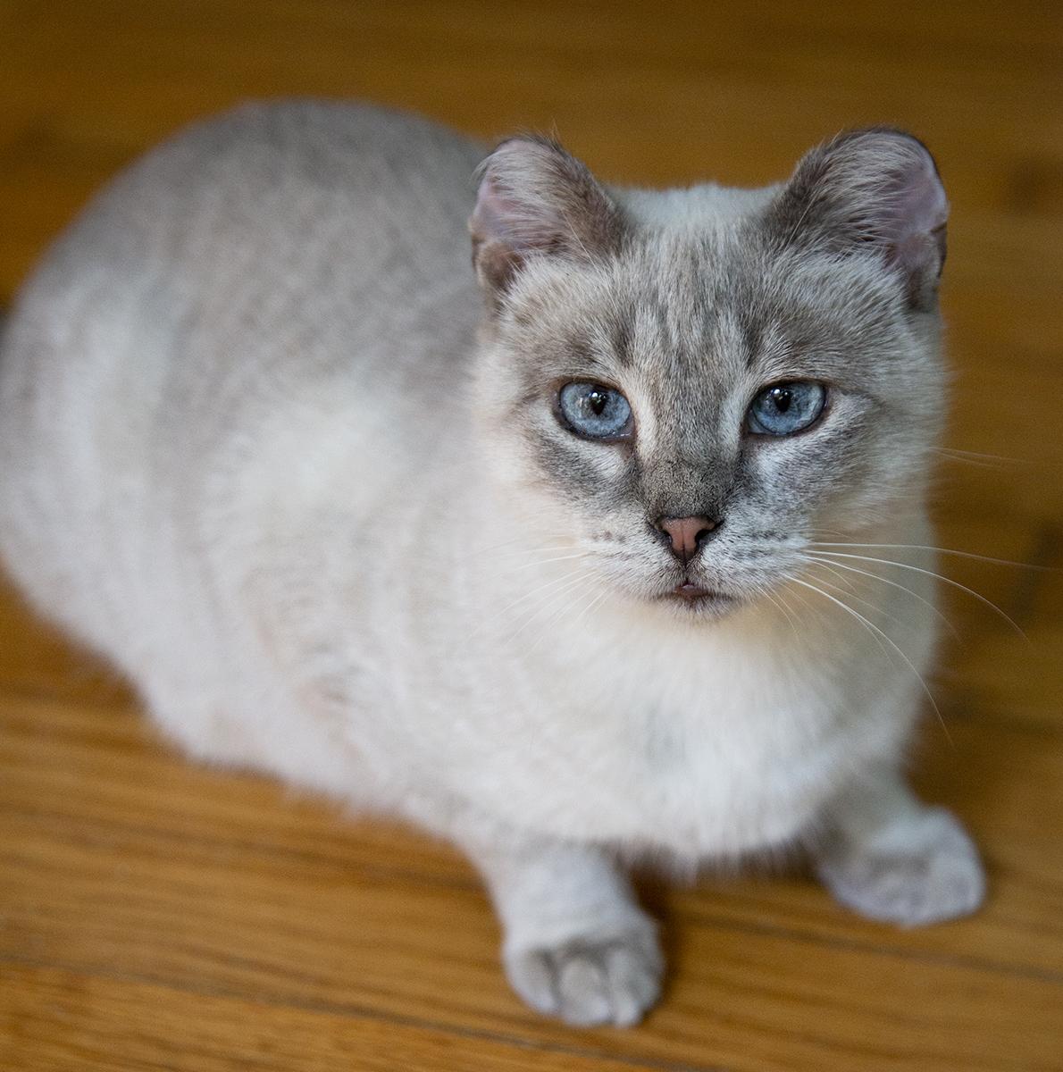 Enlarge Ami, an adopted mixed breed in Chicago, IL image 3/6