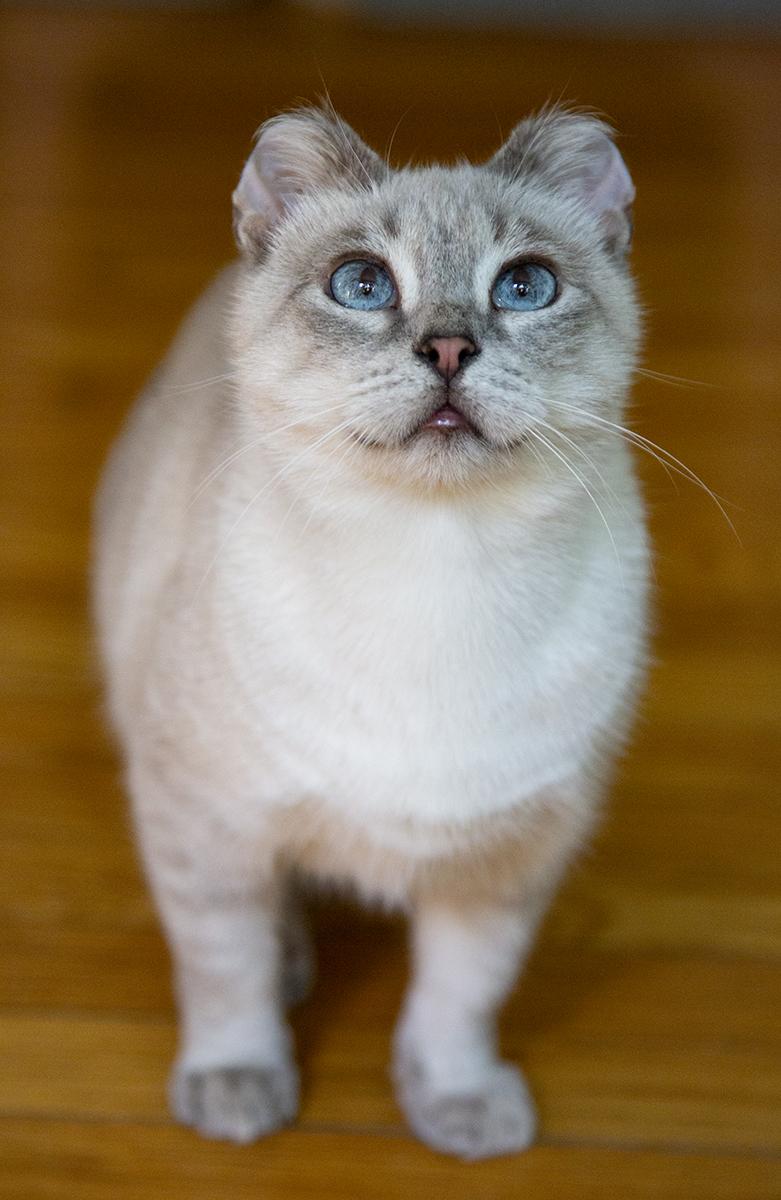 Enlarge Ami, an adopted mixed breed in Chicago, IL image 4/6