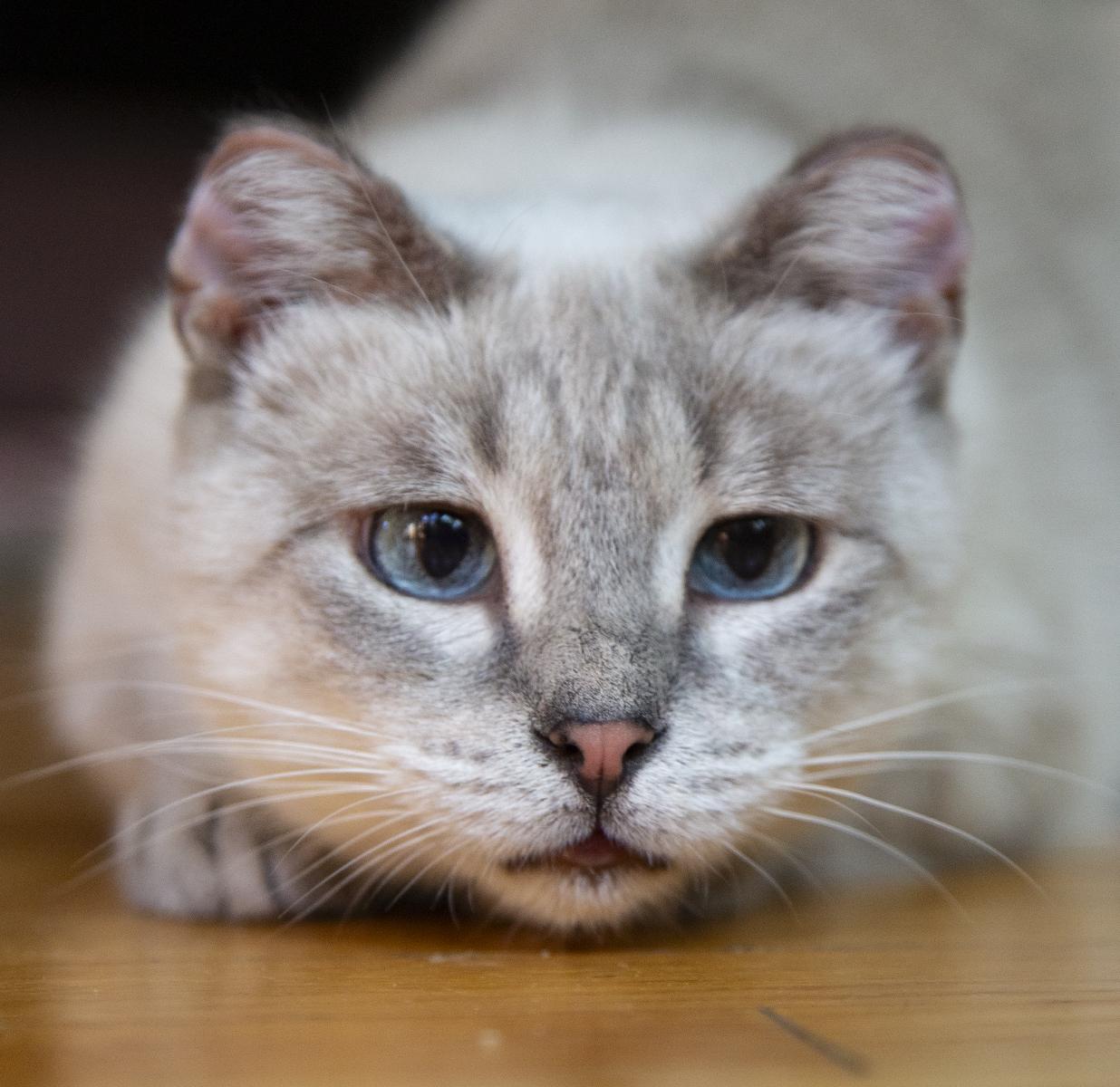 Enlarge Ami, an adopted mixed breed in Chicago, IL image 5/6