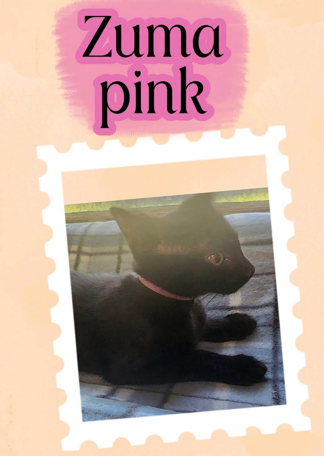 Zuma of the Terrific 5, Adoptable, Kitten Female Domestic Short Hair.
