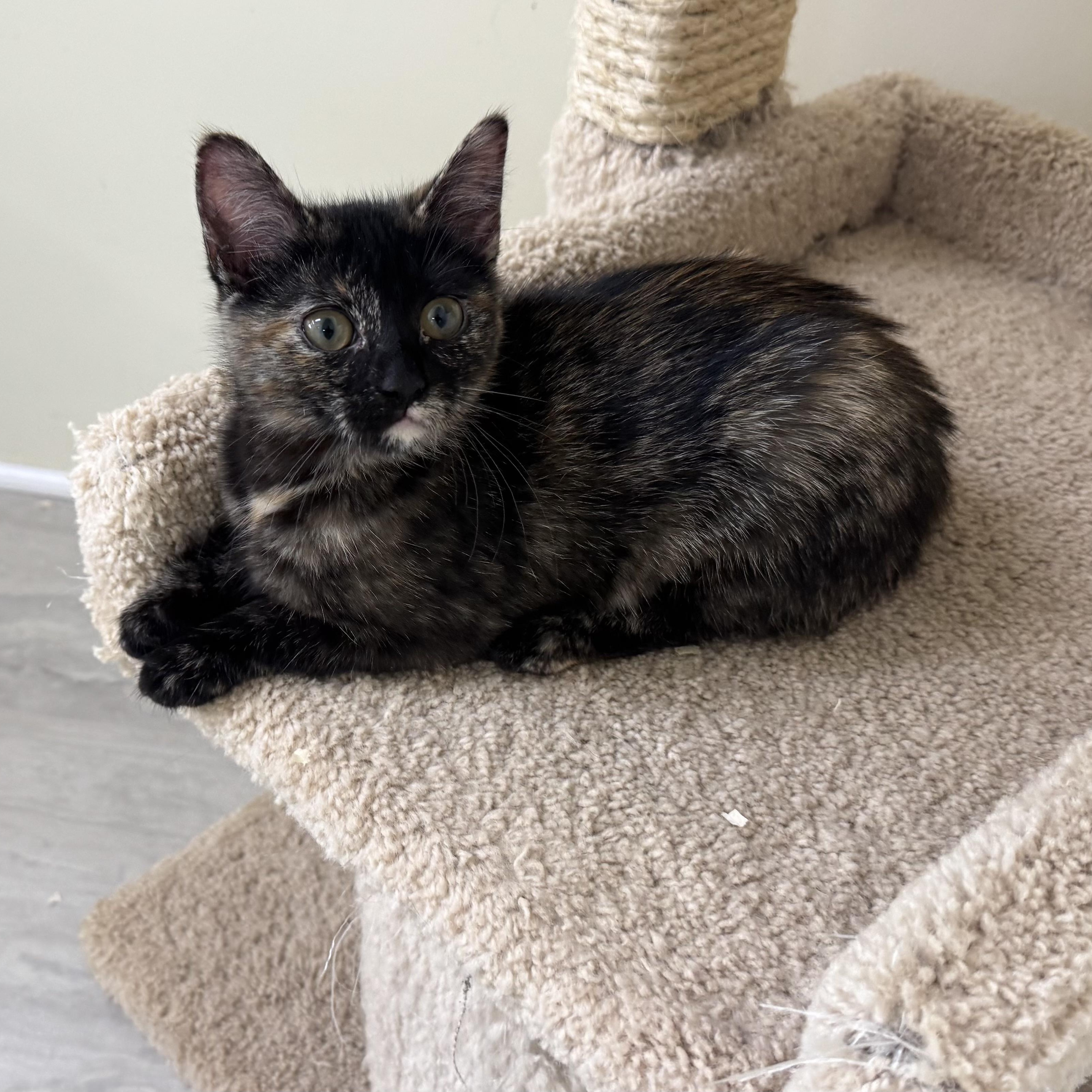 Enlarge Penelope, a ADOPTABLE Tortoiseshell in East Northport, NY image 5/6