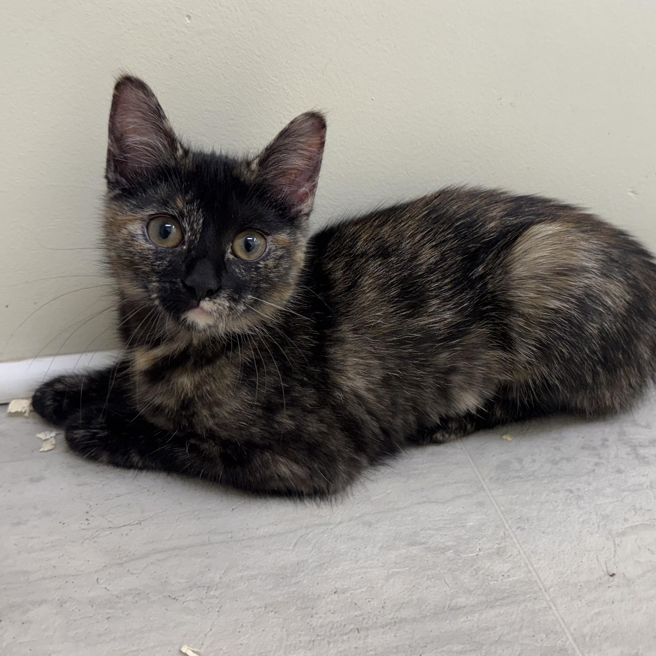 Enlarge Penelope, a ADOPTABLE Tortoiseshell in East Northport, NY image 6/6