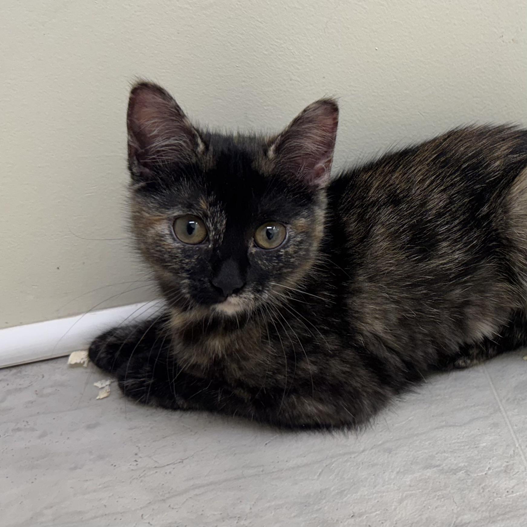 Enlarge Penelope, a ADOPTABLE Tortoiseshell in East Northport, NY image 4/6