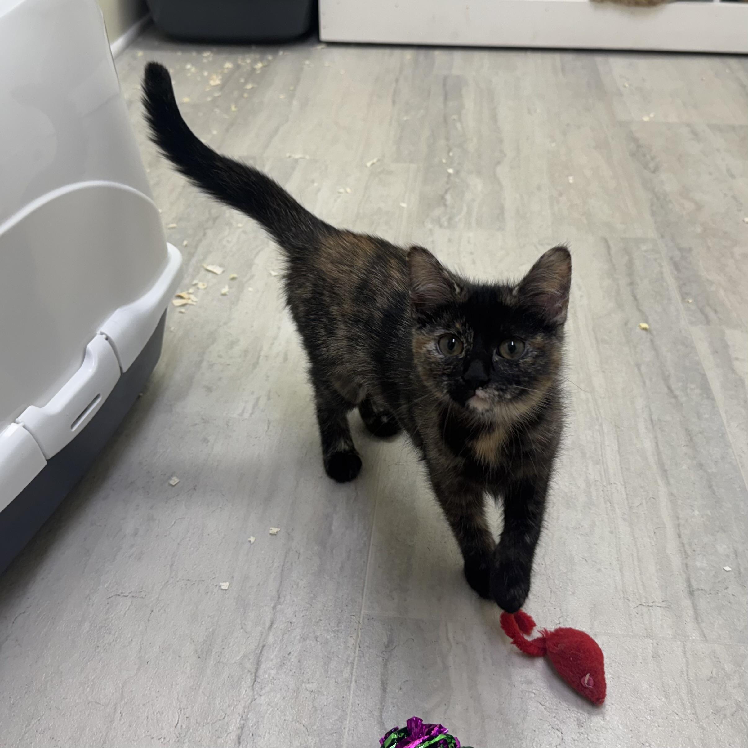 Penelope, ADOPTABLE, Kitten Female Tortoiseshell.
