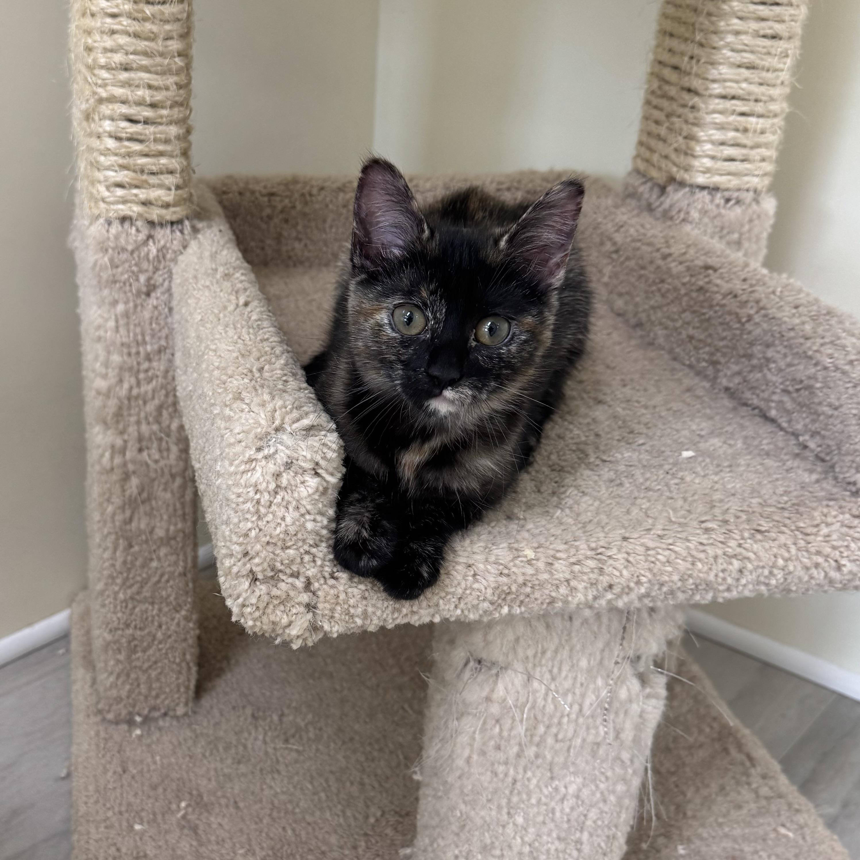Enlarge Penelope, a ADOPTABLE Tortoiseshell in East Northport, NY image 2/6
