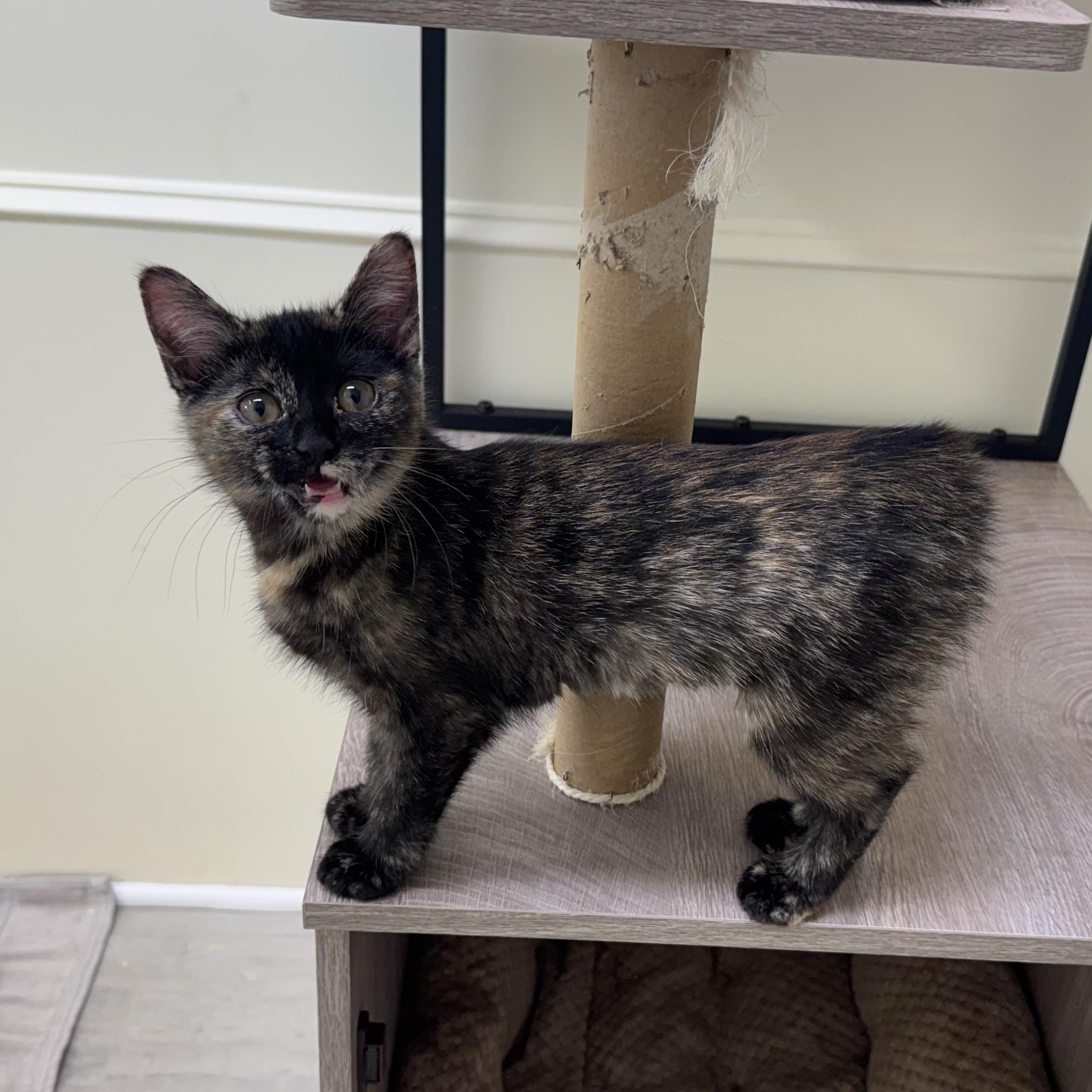 Enlarge Penelope, a ADOPTABLE Tortoiseshell in East Northport, NY image 3/6