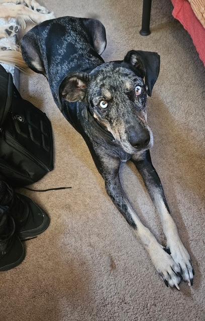 Enlarge Lola, a ADOPTABLE Catahoula Leopard Dog in Agua Dulce, CA image 4/4