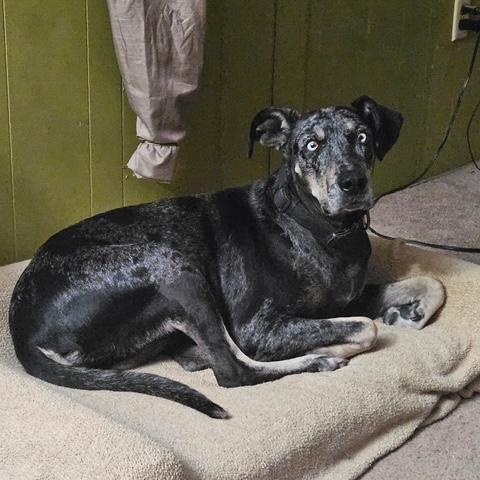 Enlarge Lola, a ADOPTABLE Catahoula Leopard Dog in Agua Dulce, CA image 1/4