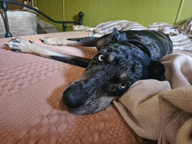 Enlarge Lola, a ADOPTABLE Catahoula Leopard Dog in Agua Dulce, CA image 2/4