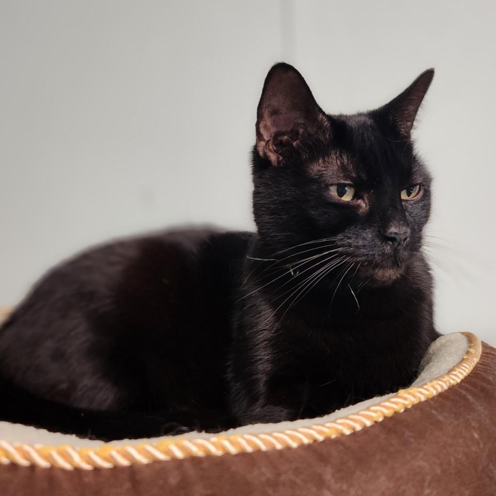 Enlarge Baby Girl, a Adoptable Domestic Short Hair in St. Helena, CA image 1/6