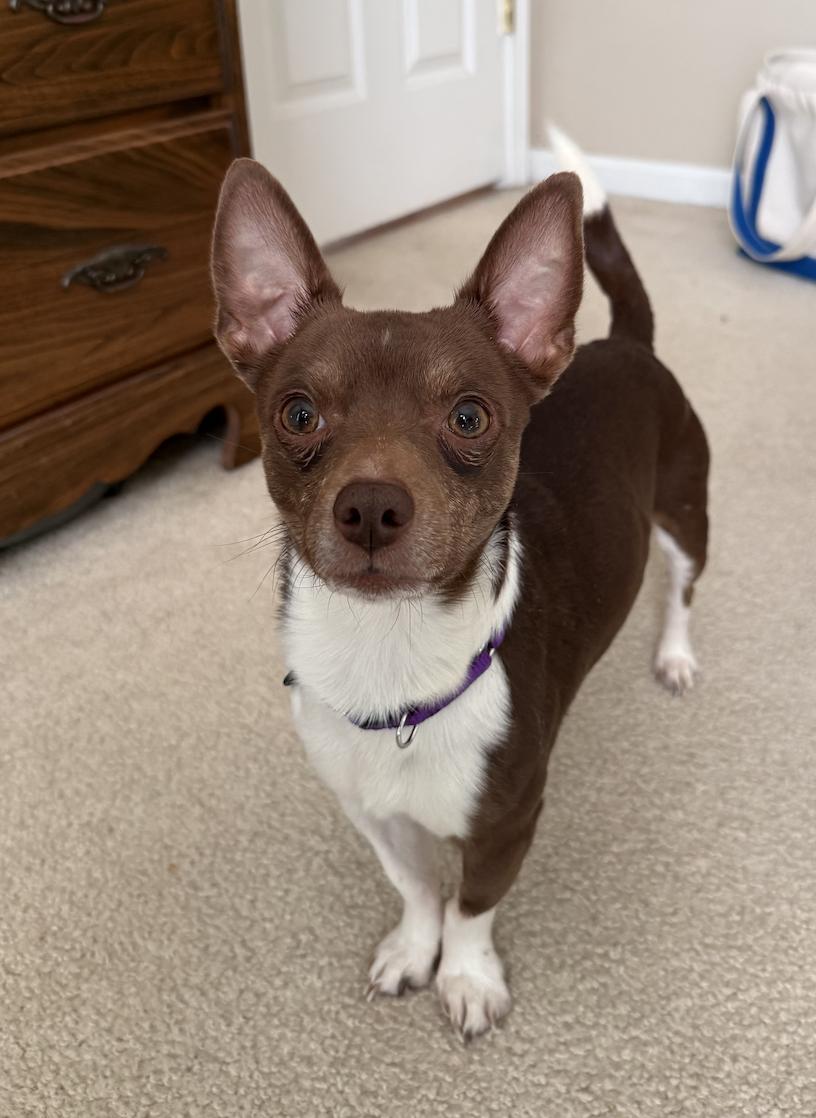 Enlarge Jerry, a Adoptable Chihuahua in Hillsborough, NC image 1/6