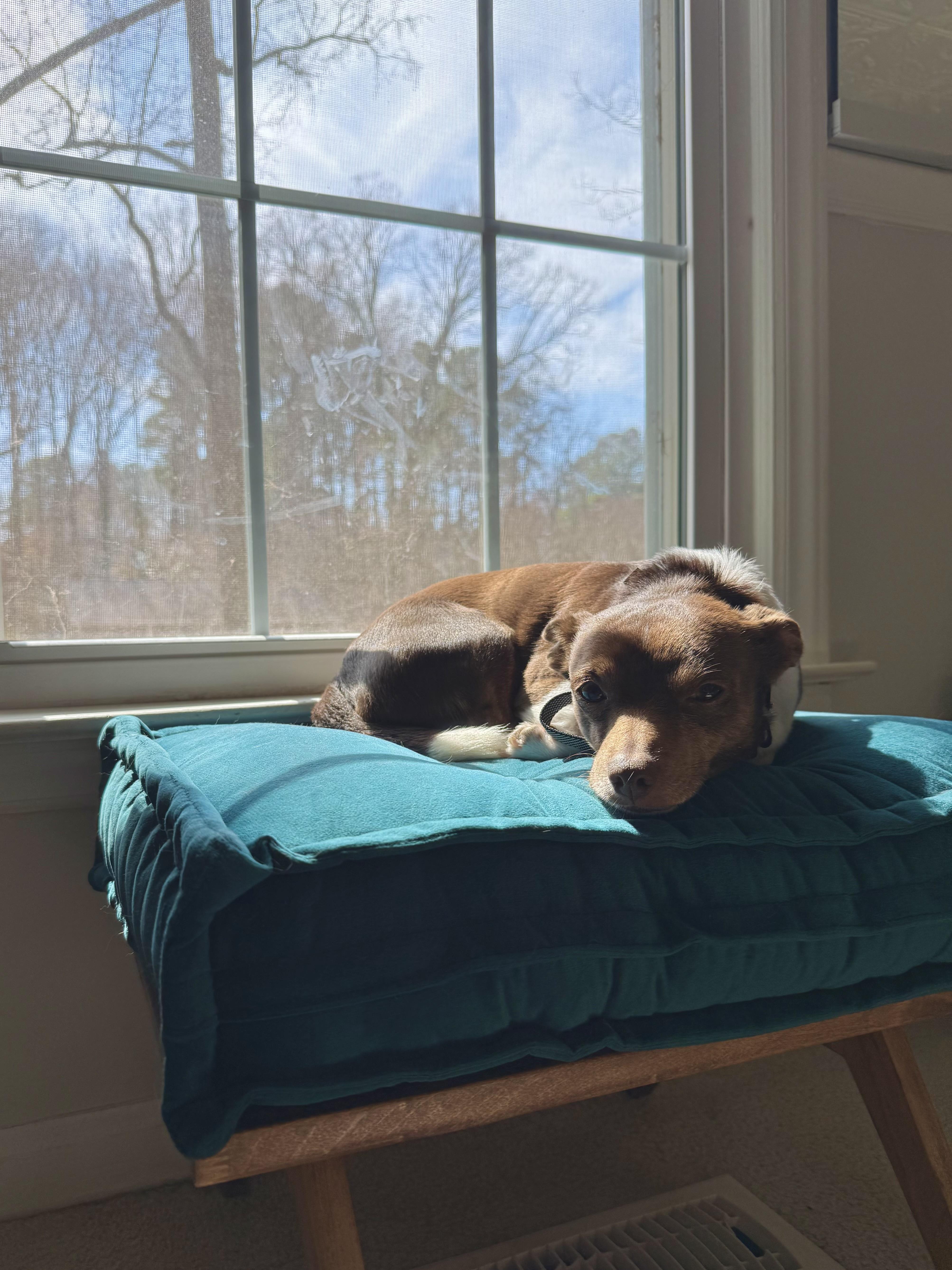 Enlarge Jerry, a Adoptable Chihuahua in Hillsborough, NC image 2/6