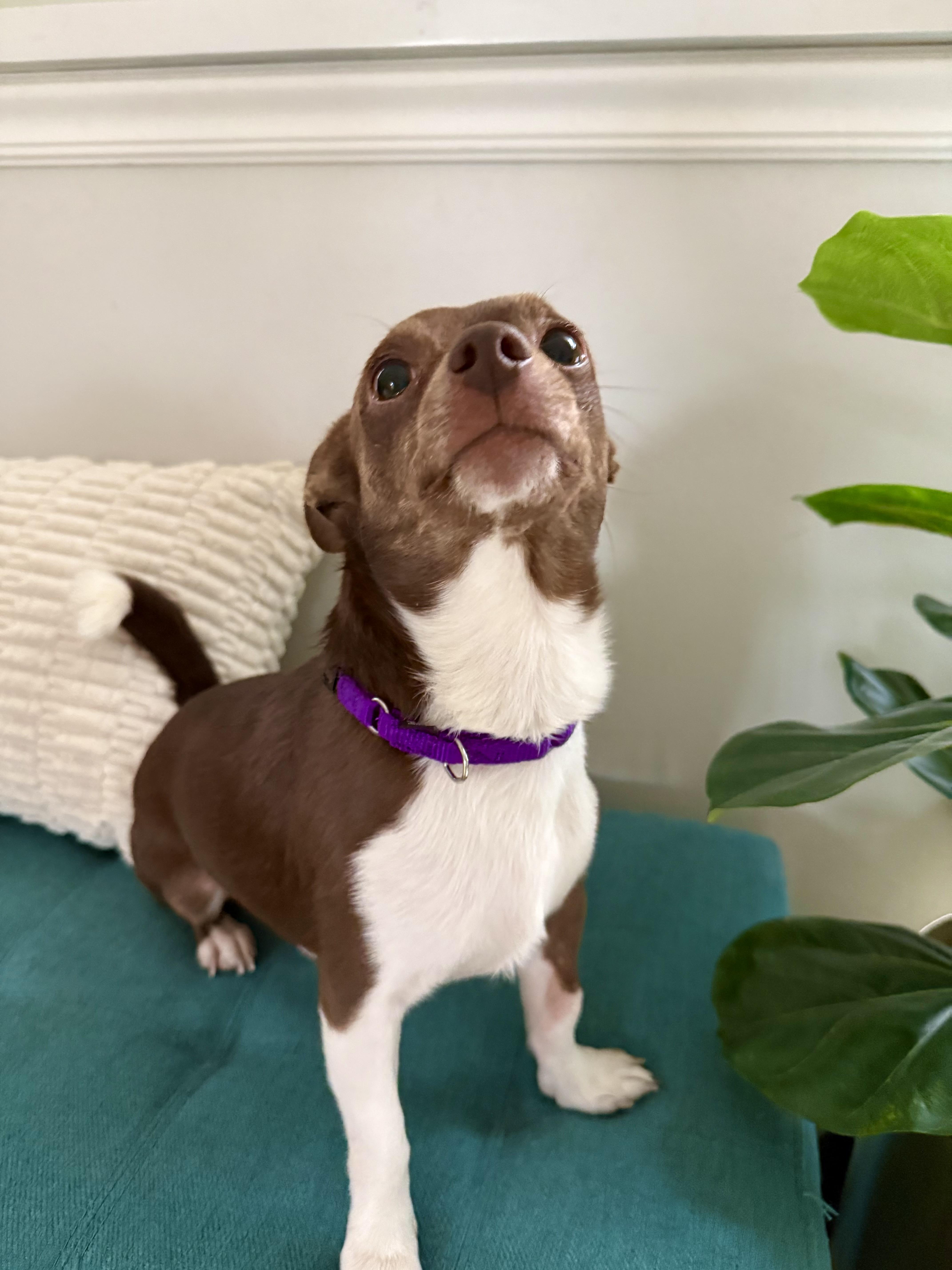 Enlarge Jerry, a Adoptable Chihuahua in Hillsborough, NC image 3/6