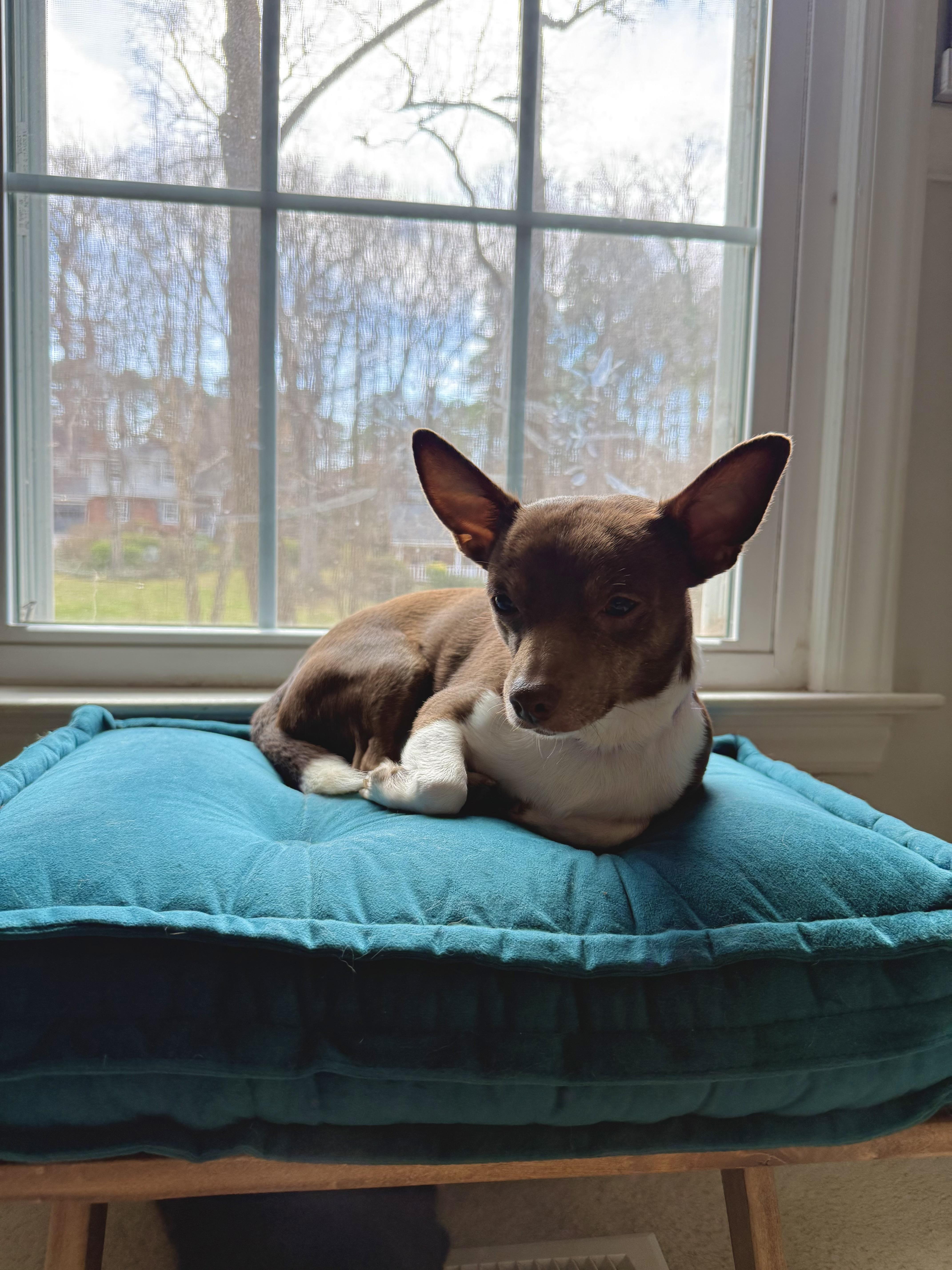 Enlarge Jerry, a Adoptable Chihuahua in Hillsborough, NC image 5/6