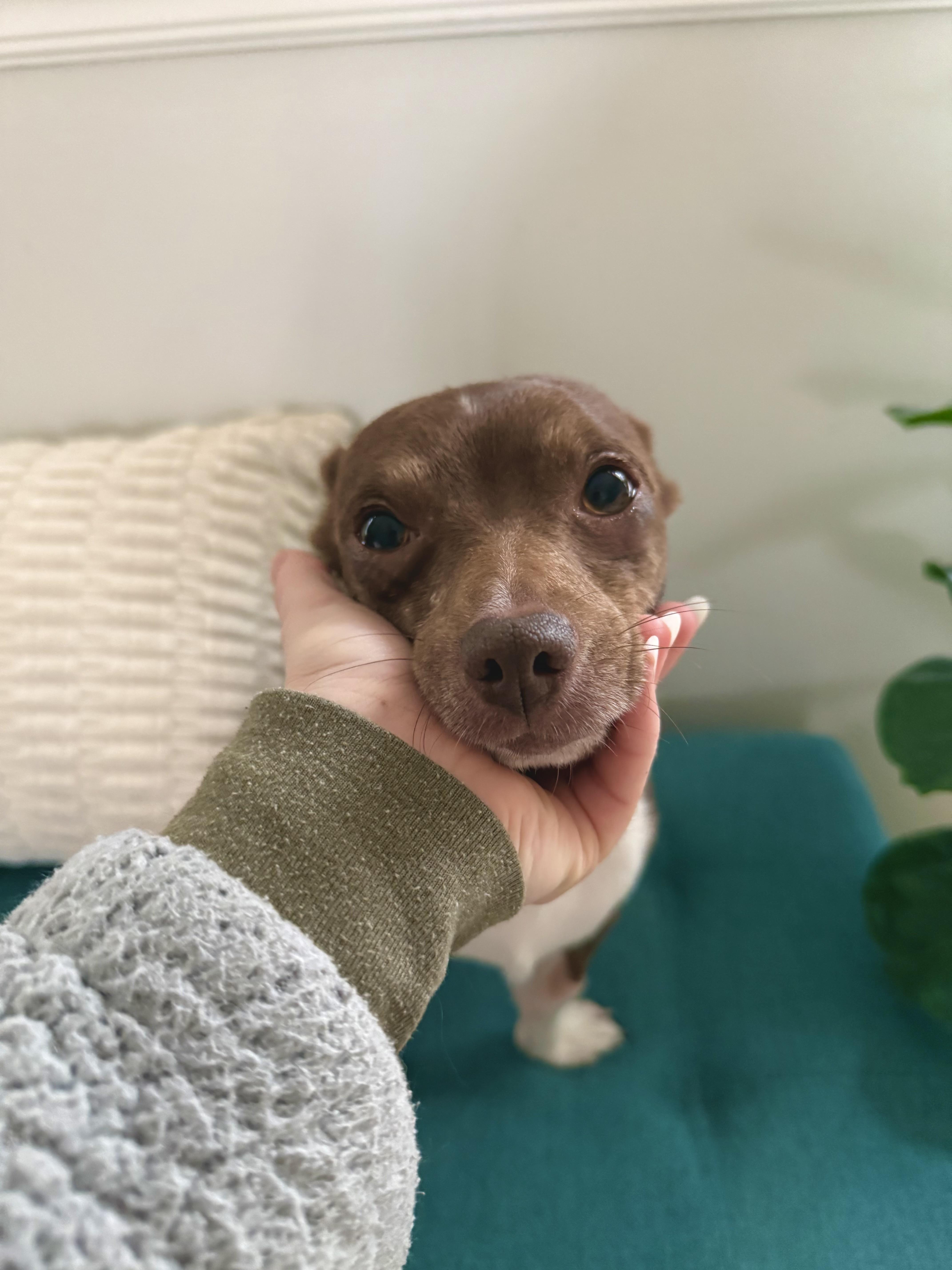 Enlarge Jerry, a Adoptable Chihuahua in Hillsborough, NC image 6/6