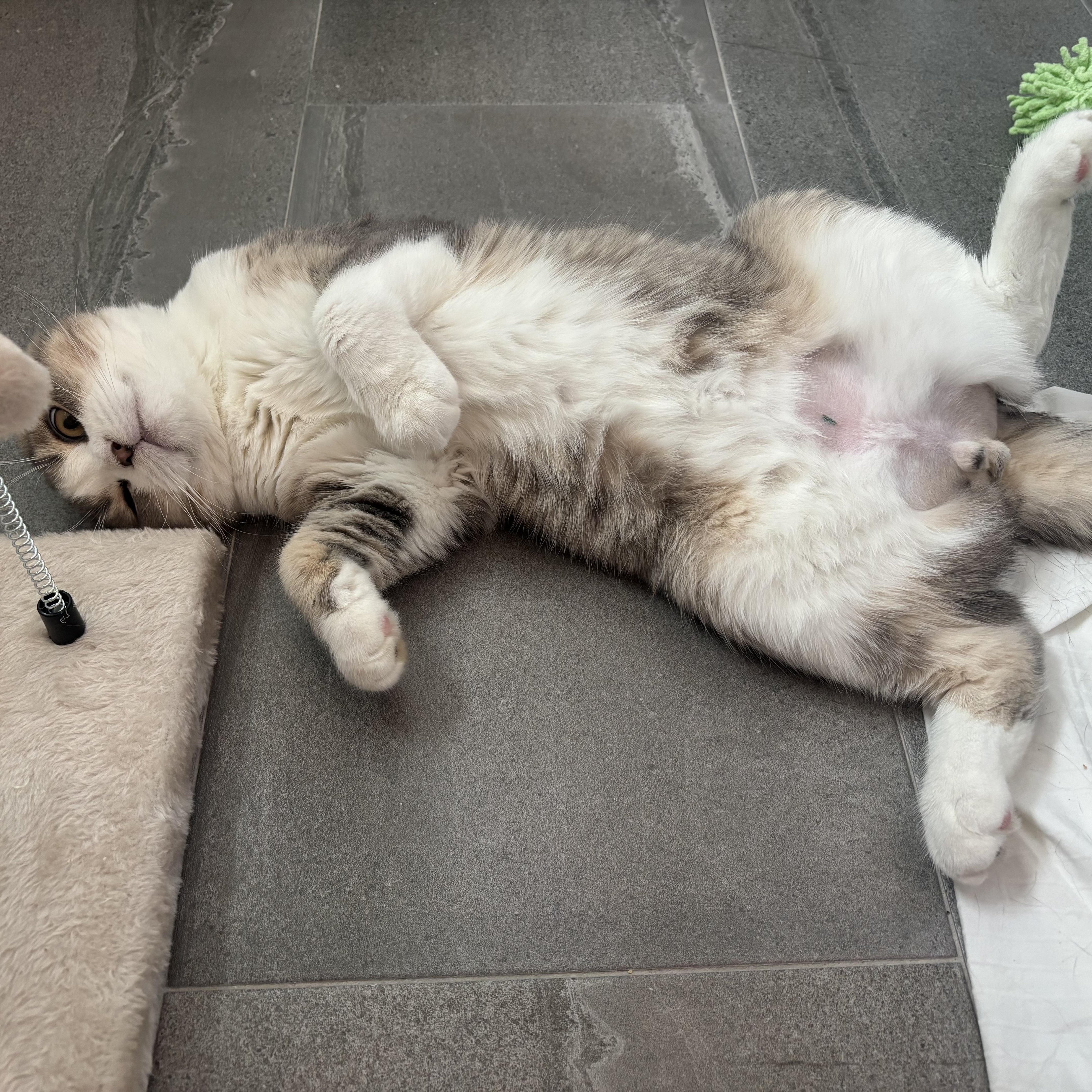 Enlarge Spoon (bonded with Fish), an adopted Scottish Fold in Tampa, FL image 5/5