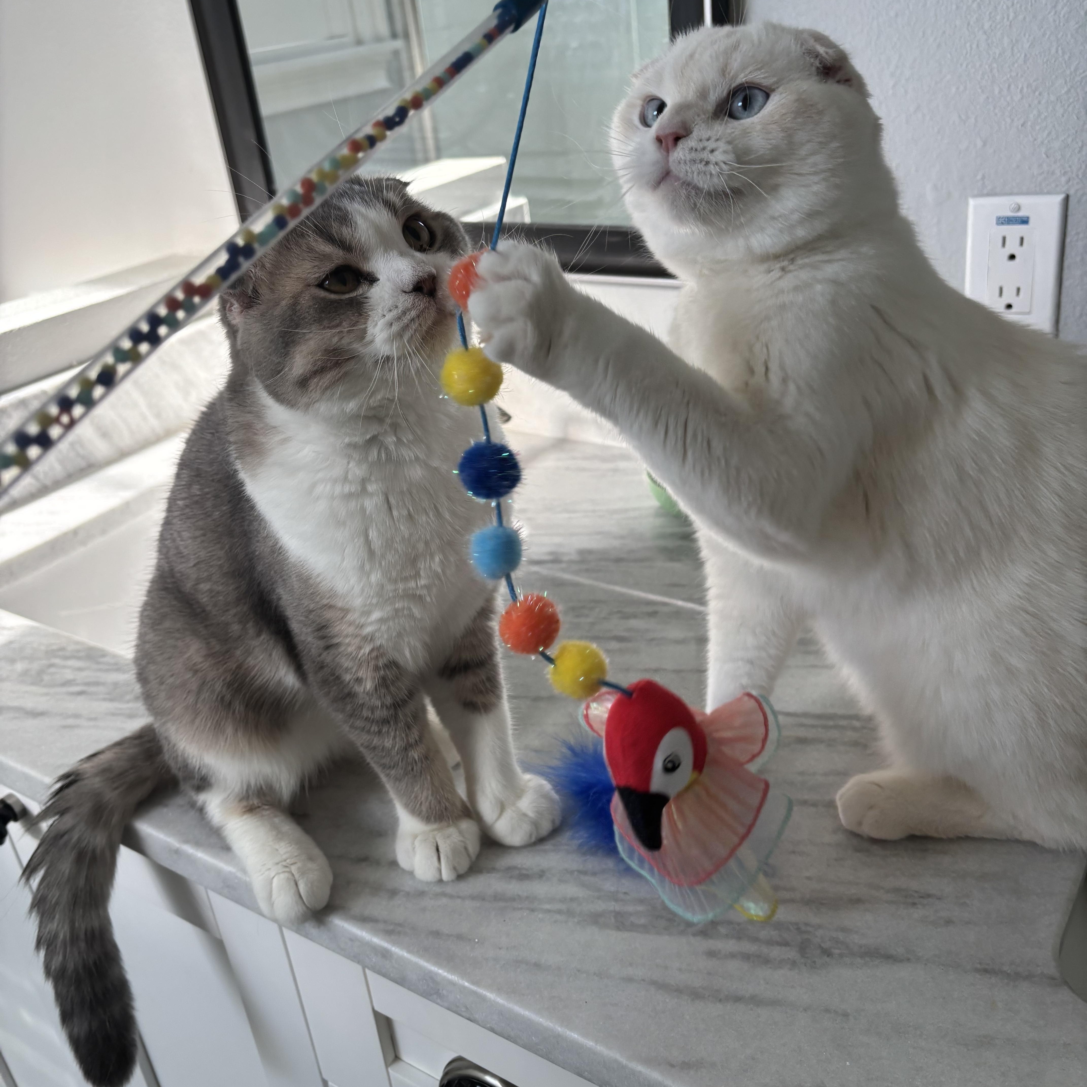 Enlarge Spoon (bonded with Fish), an adopted Scottish Fold in Tampa, FL image 3/5