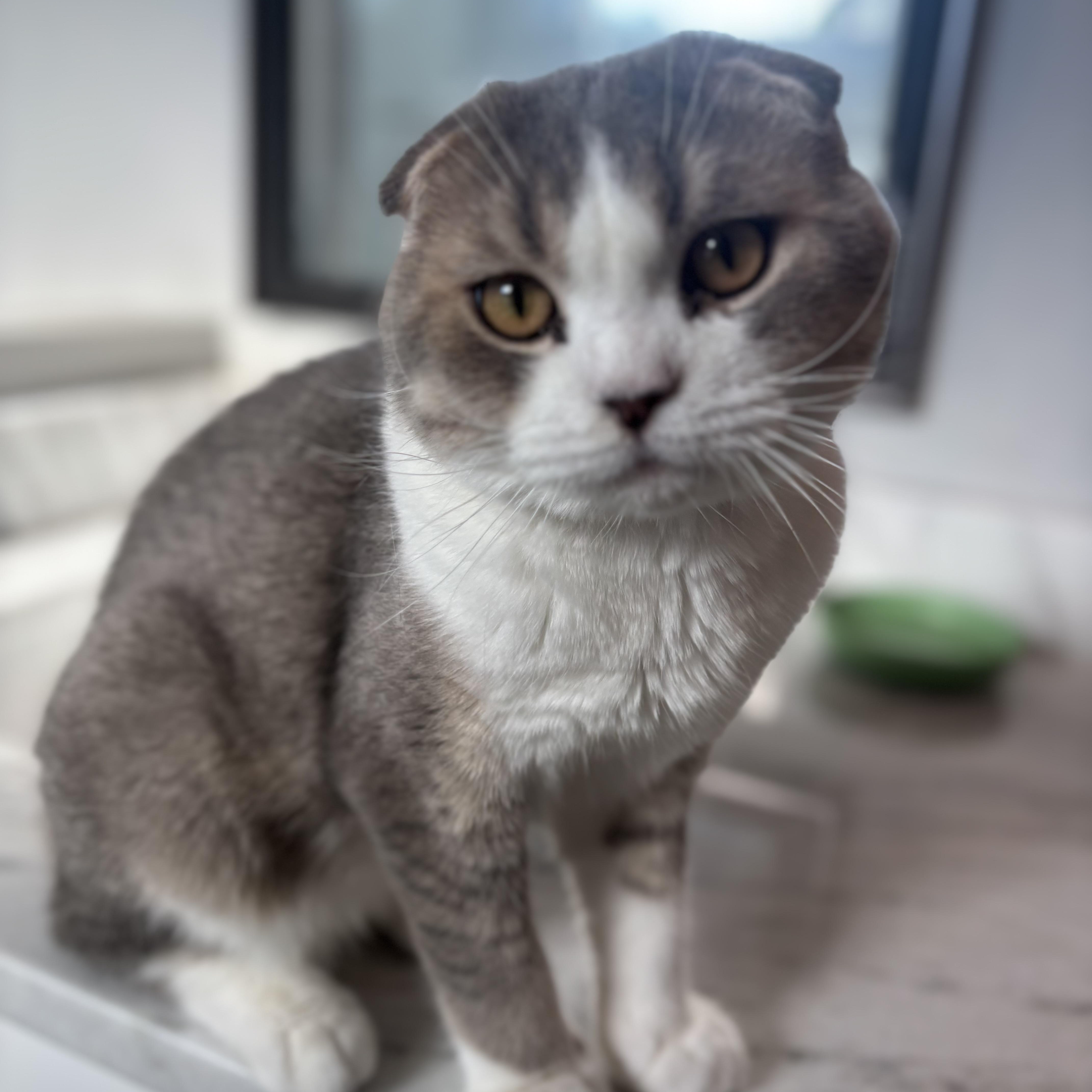 Spoon (bonded with Fish), adopted, Young Male Scottish Fold.