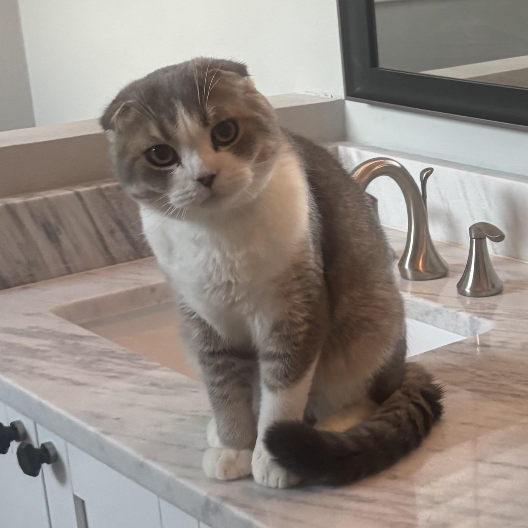 Enlarge Spoon (bonded with Fish), an adopted Scottish Fold in Tampa, FL image 2/5