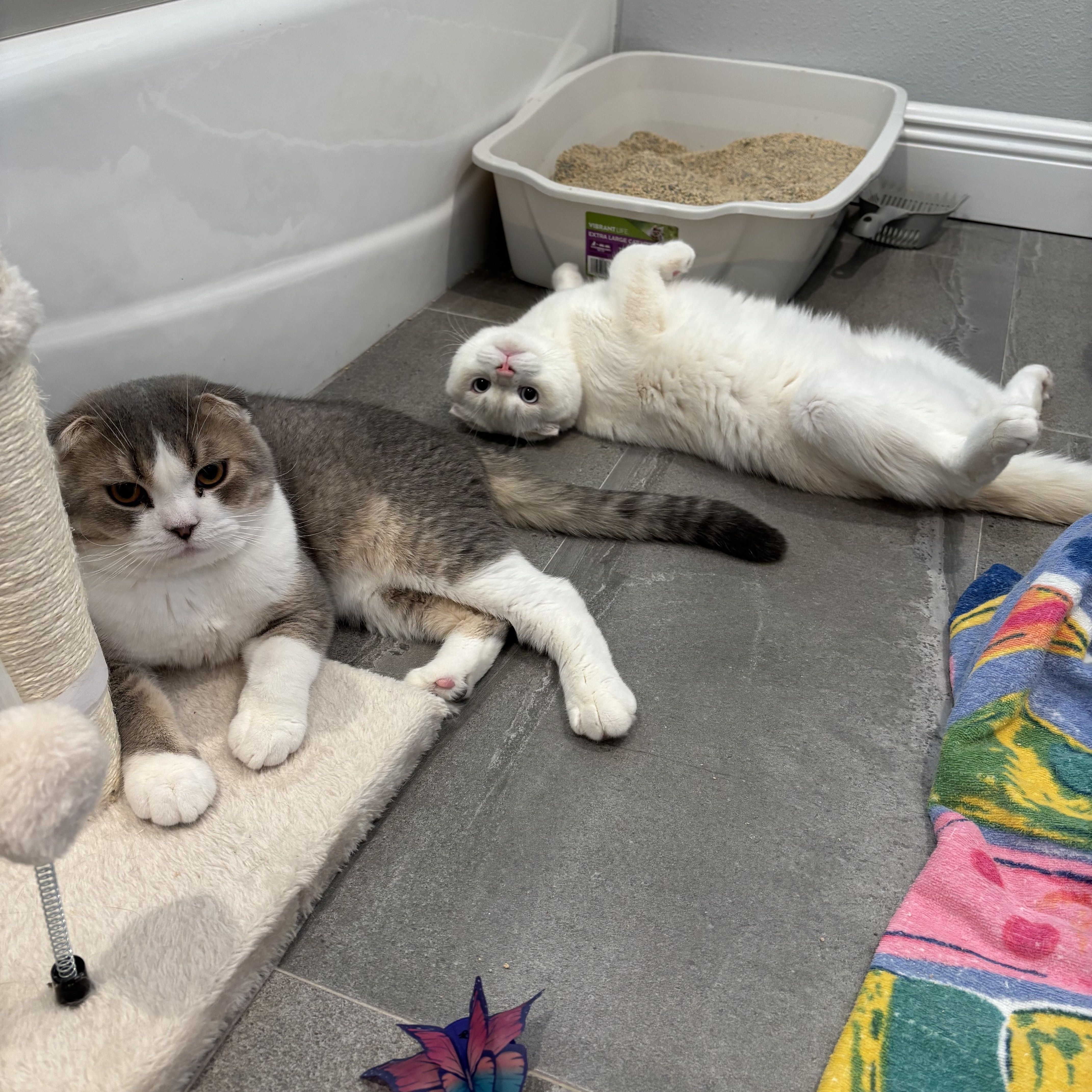 Enlarge Spoon (bonded with Fish), an adopted Scottish Fold in Tampa, FL image 4/5