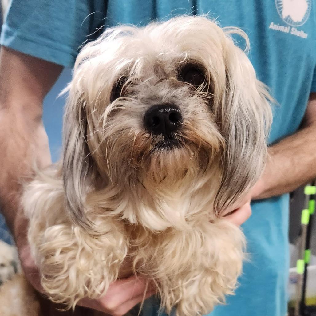 Mitzy, Adoptable, Adult Female Shih Tzu.