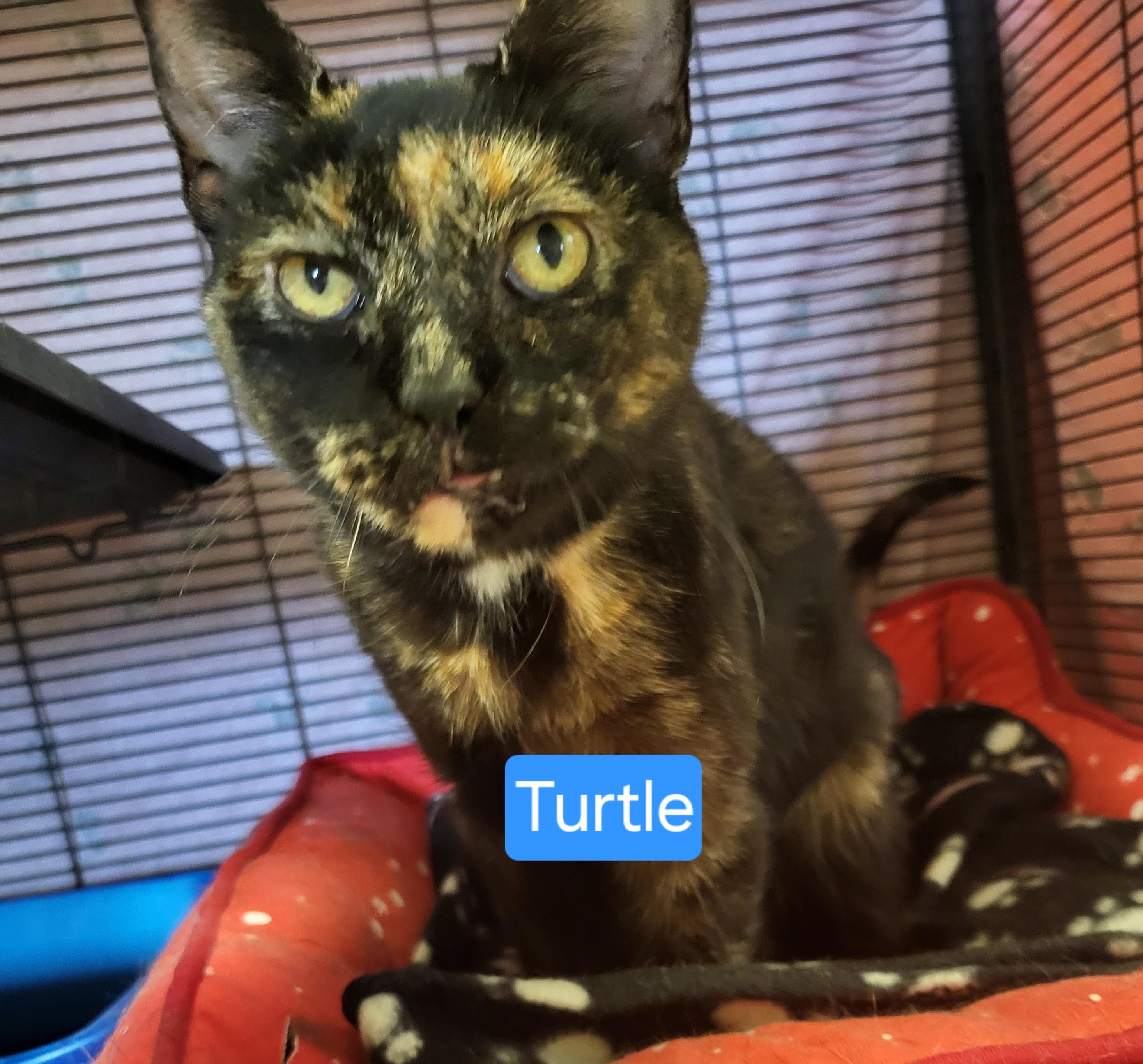 Turtle