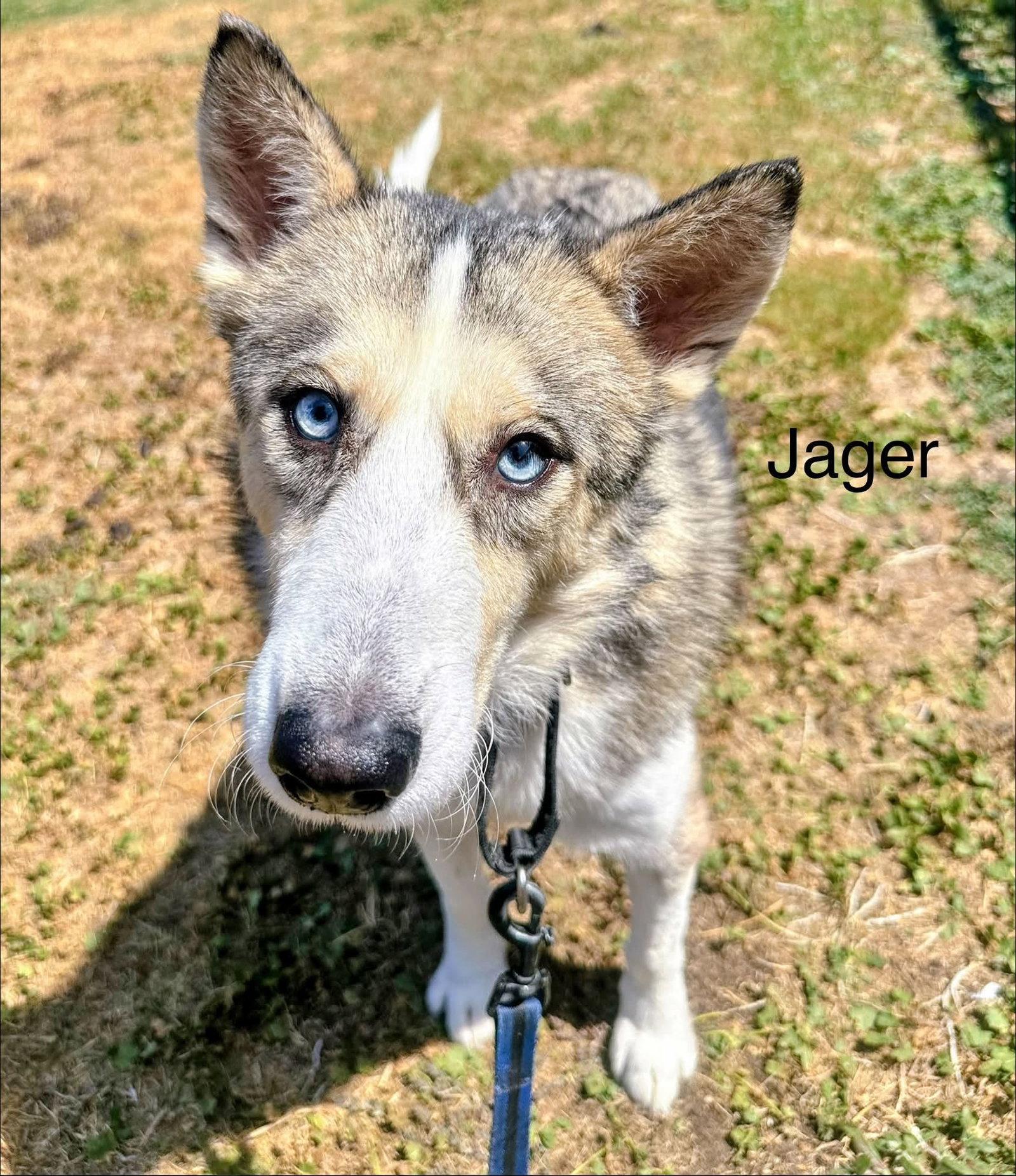 Jager *Foster Needed*, Adoptable, Adult Male Siberian Husky.