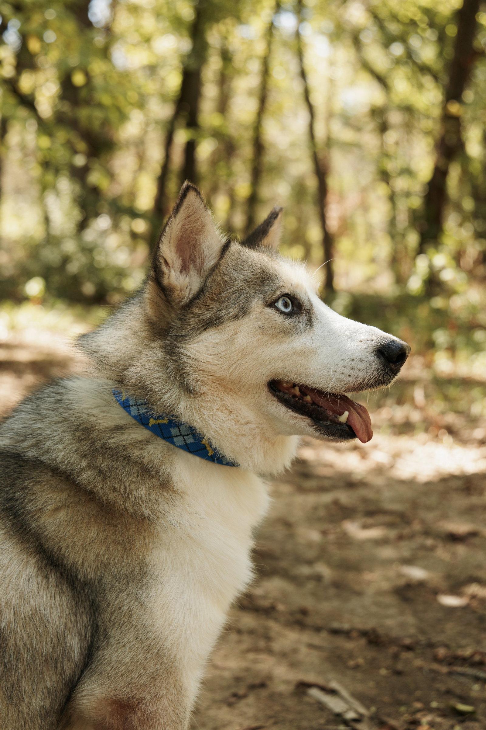 Enlarge Jager *Foster Needed*, a Adoptable Siberian Husky in Carrollton, TX image 1/3