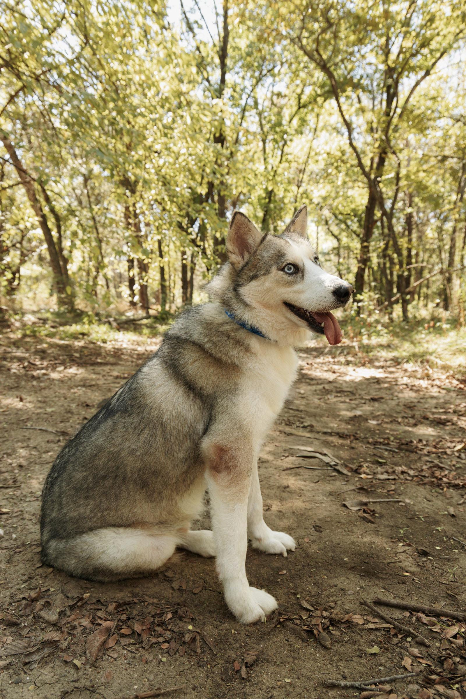 Enlarge Jager *Foster Needed*, a Adoptable Siberian Husky in Carrollton, TX image 2/3