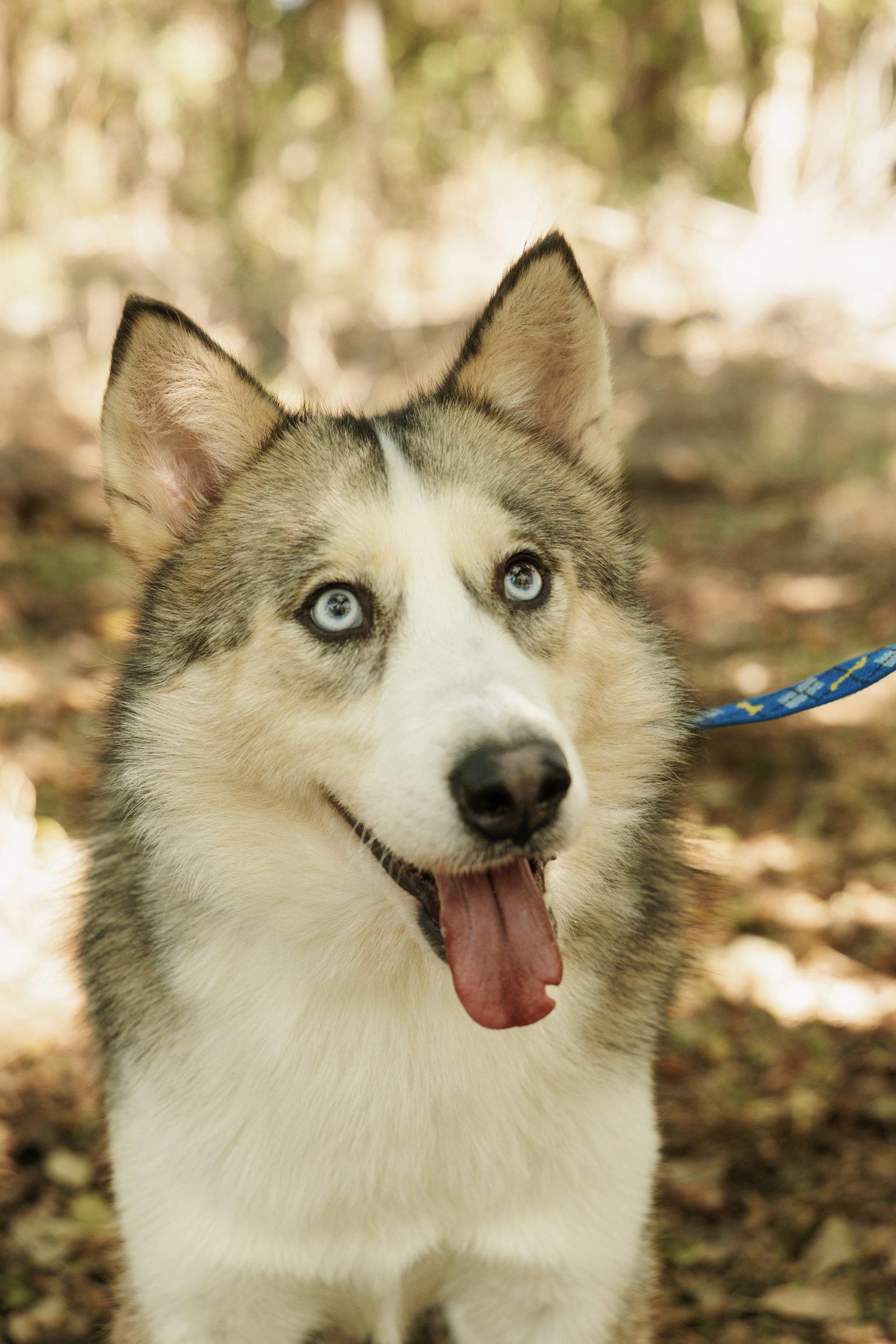 Enlarge Jager *Foster Needed*, a Adoptable Siberian Husky in Carrollton, TX image 3/3