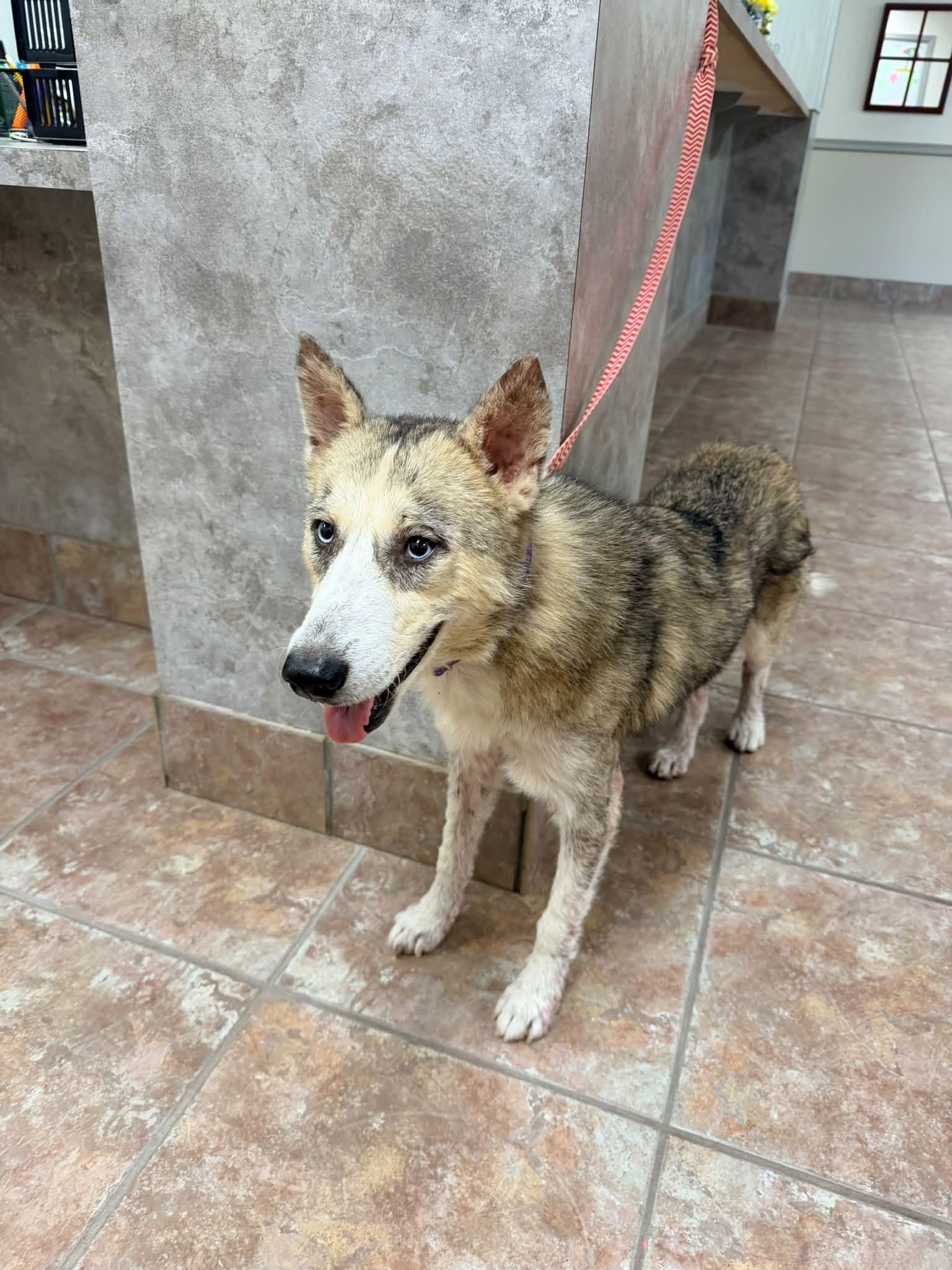 Jager *Coming Soon*, Adoptable, Young Male Siberian Husky.