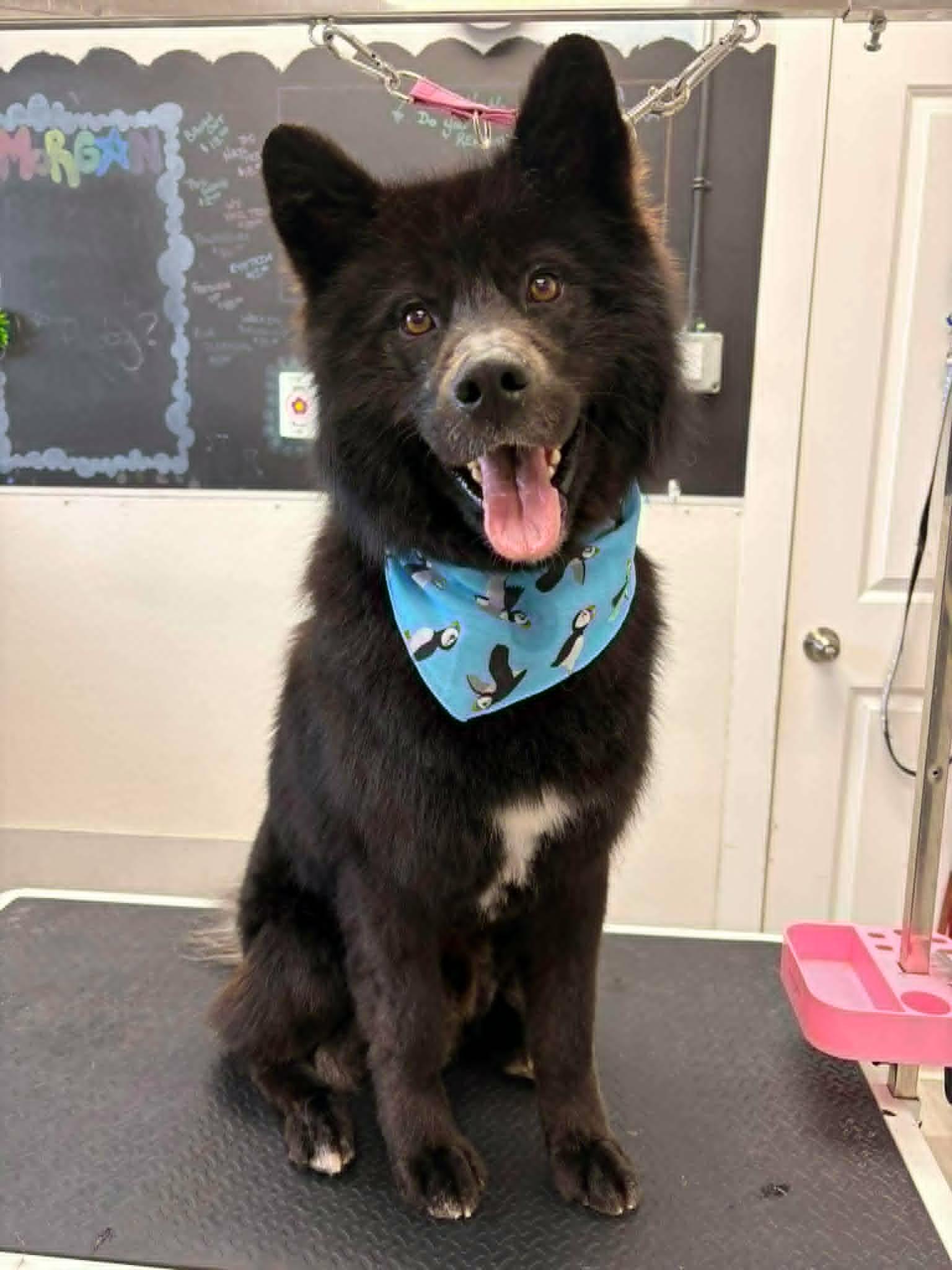 Enlarge Moses, a Adoptable mixed breed in Winnipeg, MB image 3/4