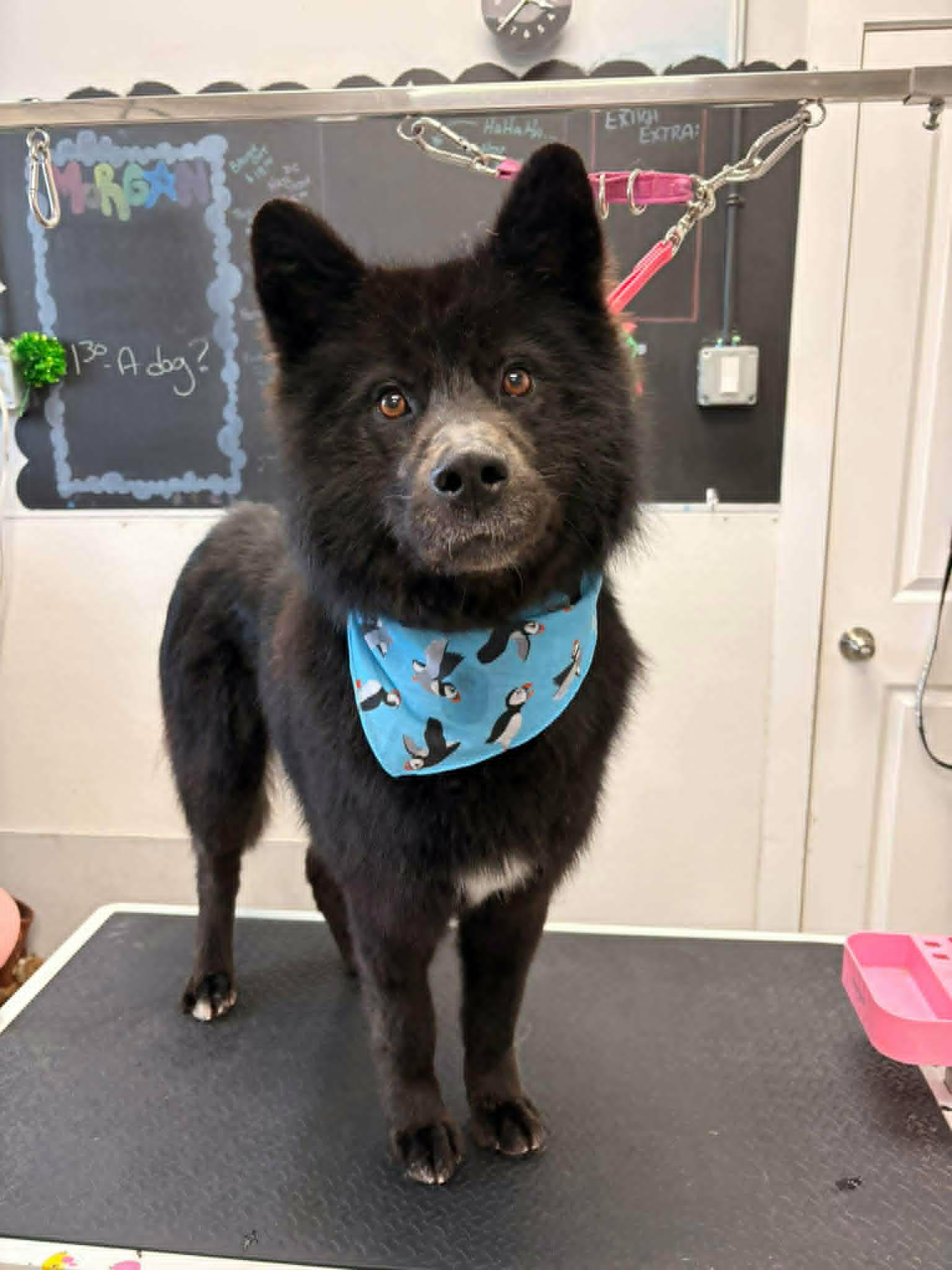 Enlarge Moses, a Adoptable mixed breed in Winnipeg, MB image 4/4
