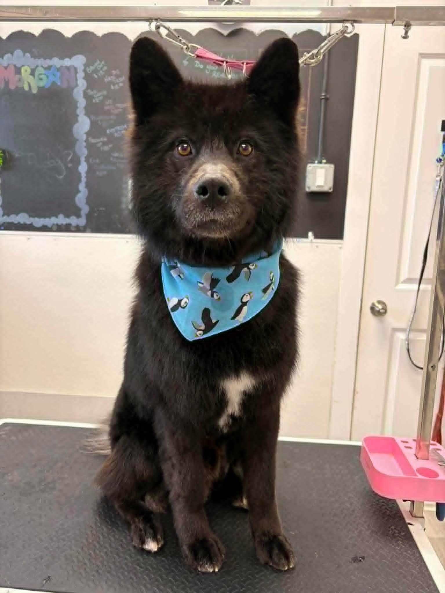 Moses, Adoptable, Adult Male Husky.
