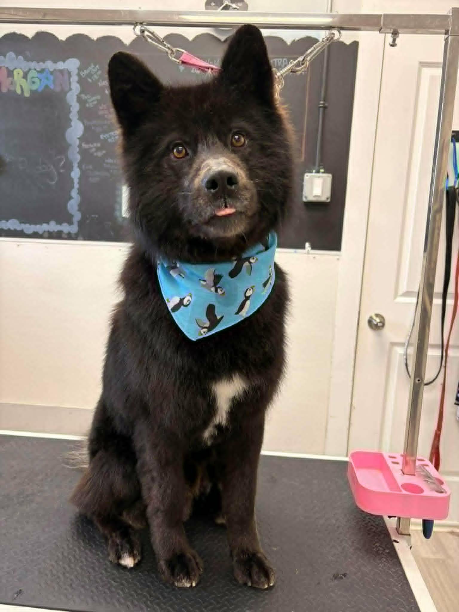 Enlarge Moses, a Adoptable mixed breed in Winnipeg, MB image 2/4