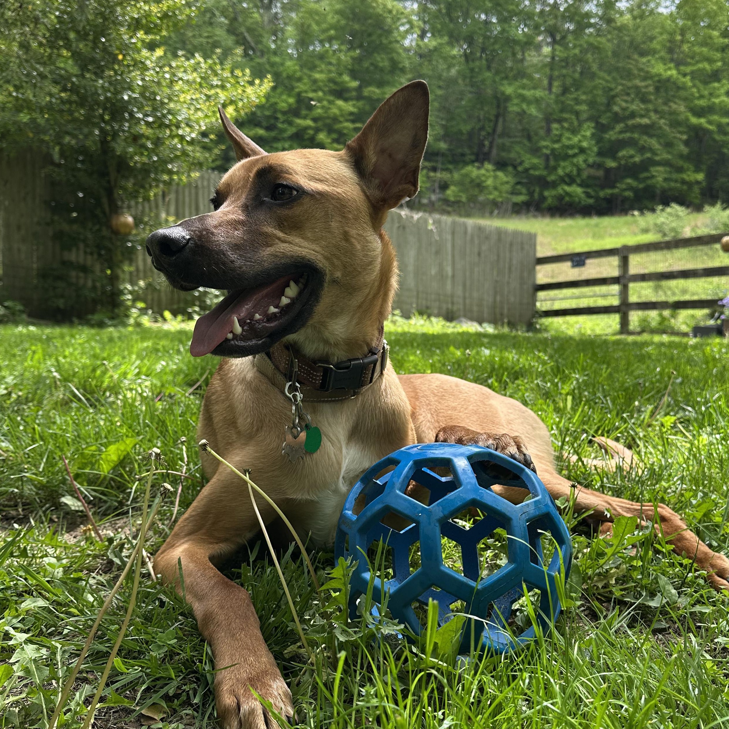 Comet, a Adoptable mixed breed in Los Angeles, CA image 1/3