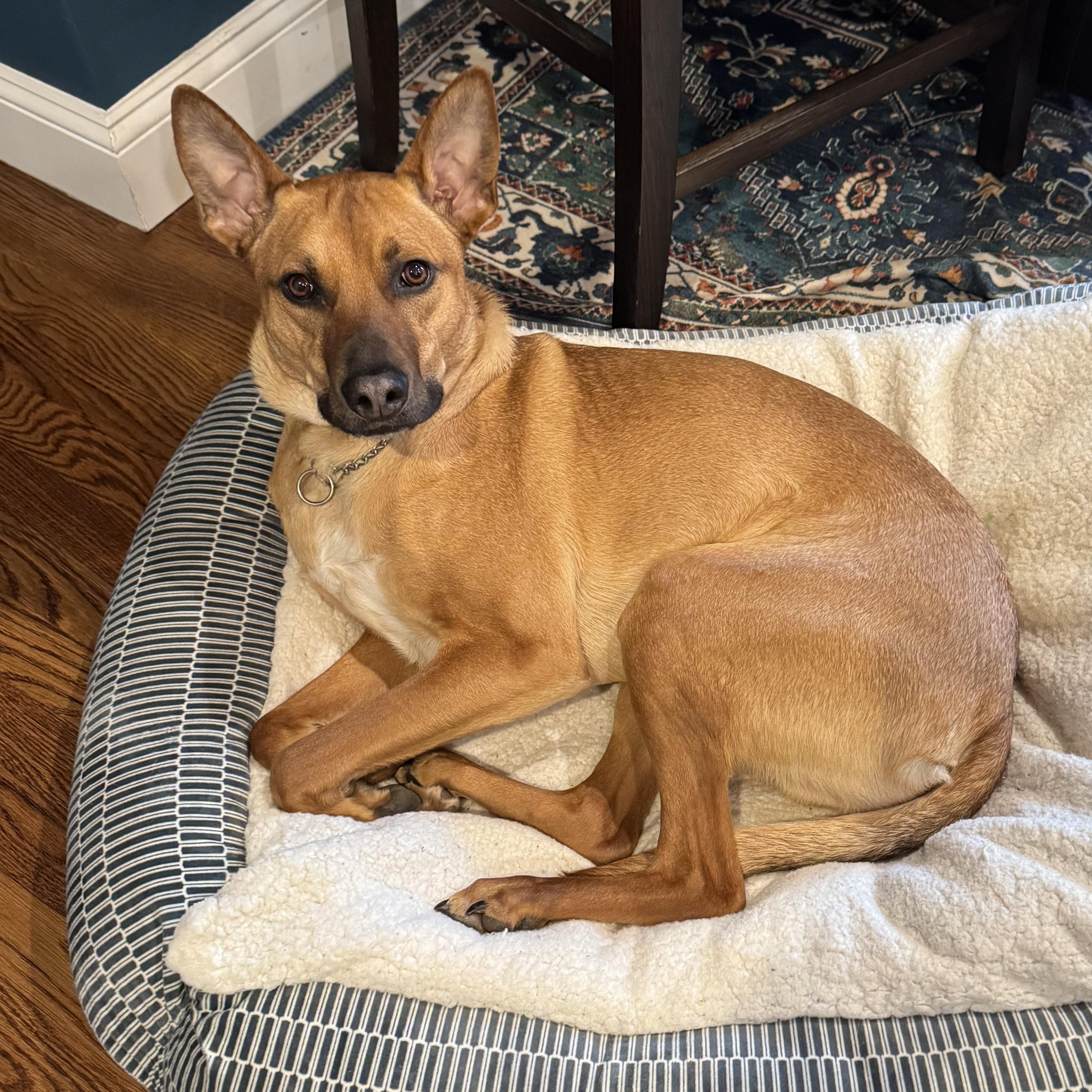 Comet, a Adoptable mixed breed in Los Angeles, CA image 3/3