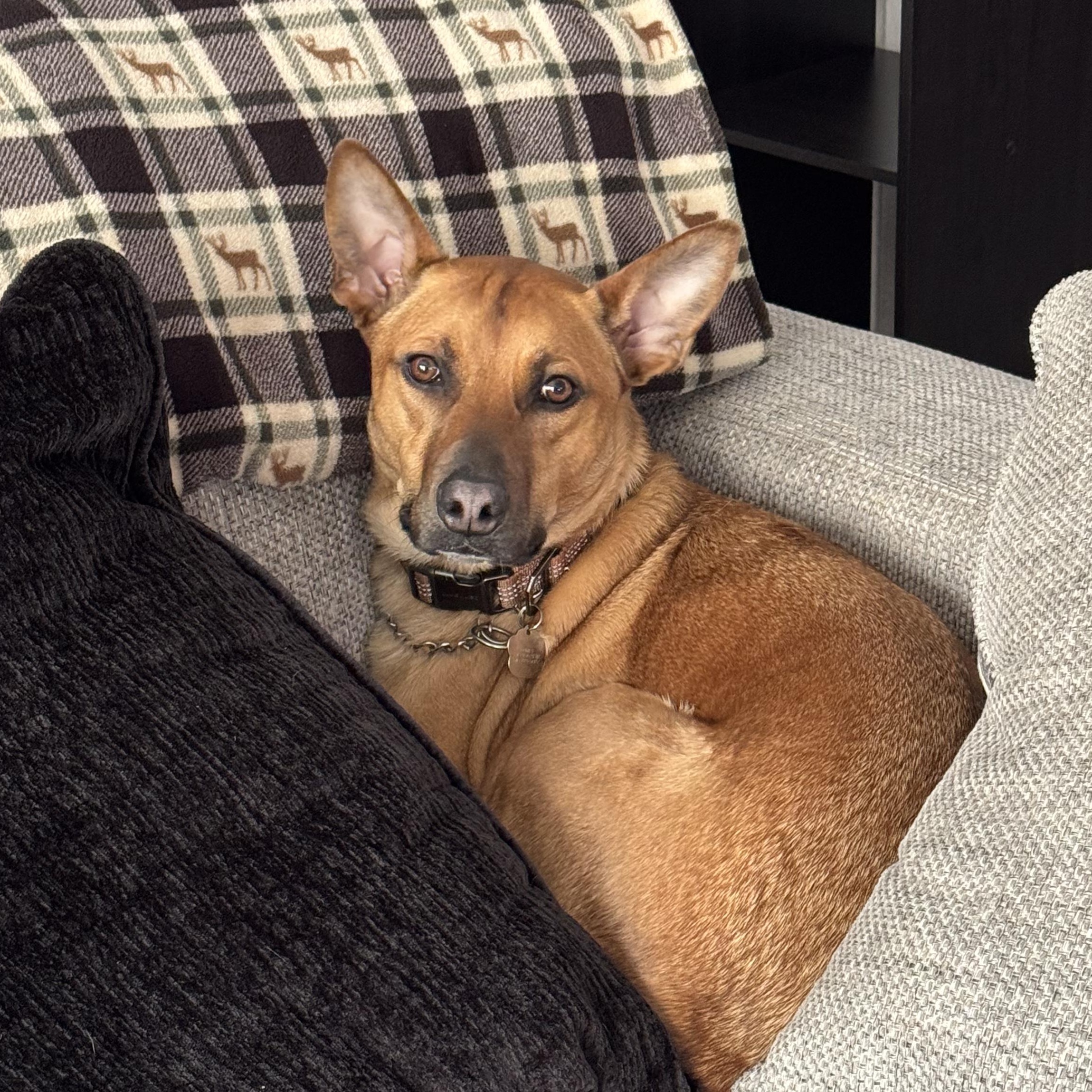 Comet, a Adoptable mixed breed in Los Angeles, CA image 2/3