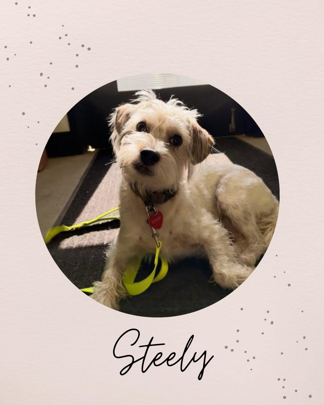 Enlarge STEELY, a Adopted mixed breed in Coquitlam, BC image 1/4