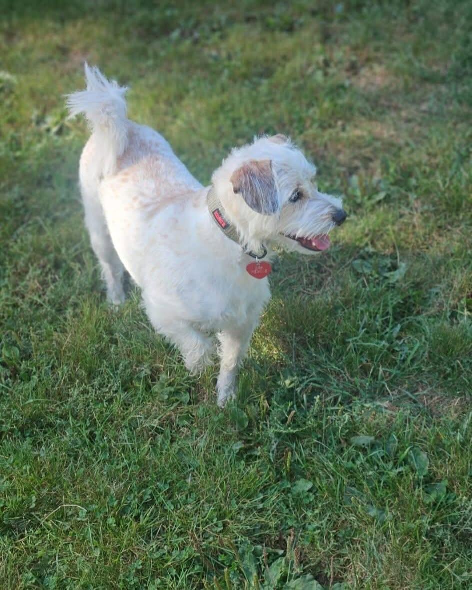 Enlarge STEELY, a Adopted mixed breed in Coquitlam, BC image 4/4