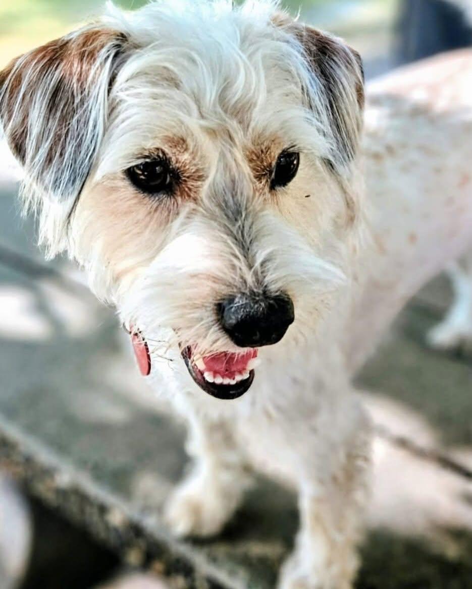 Enlarge STEELY, a Adopted mixed breed in Coquitlam, BC image 2/4