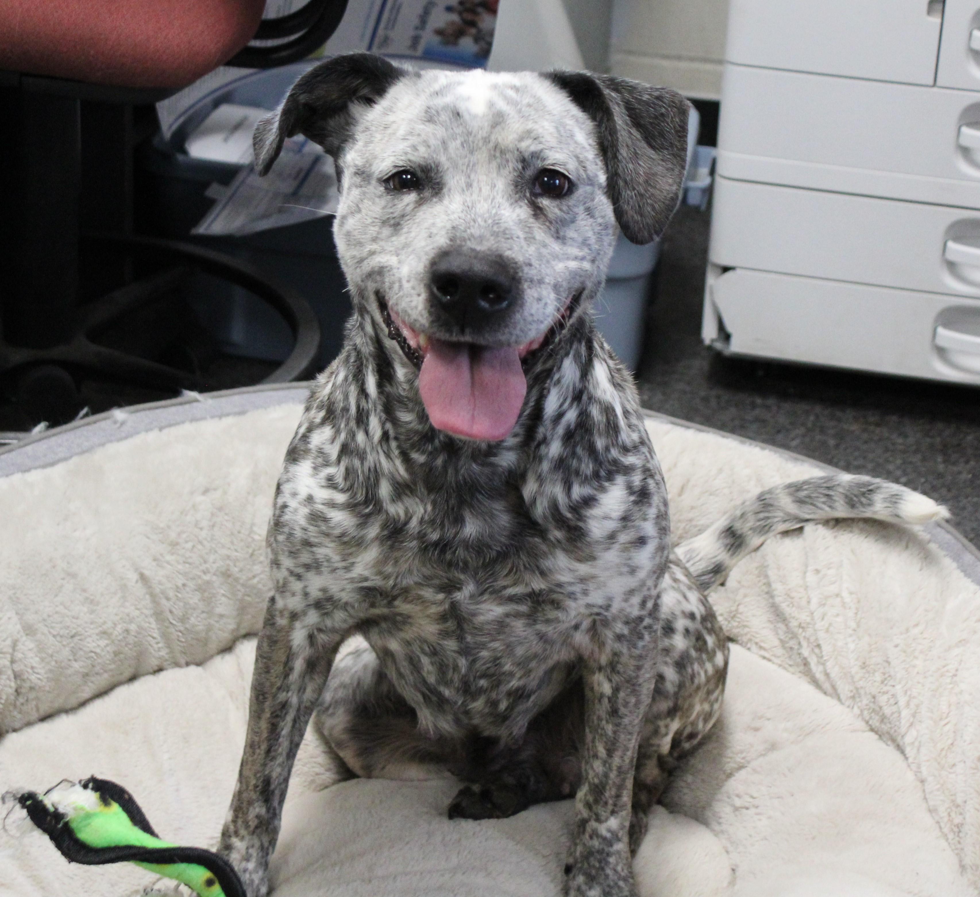 Enlarge Fancy (11446), a ADOPTABLE mixed breed in Heath, OH image 1/2