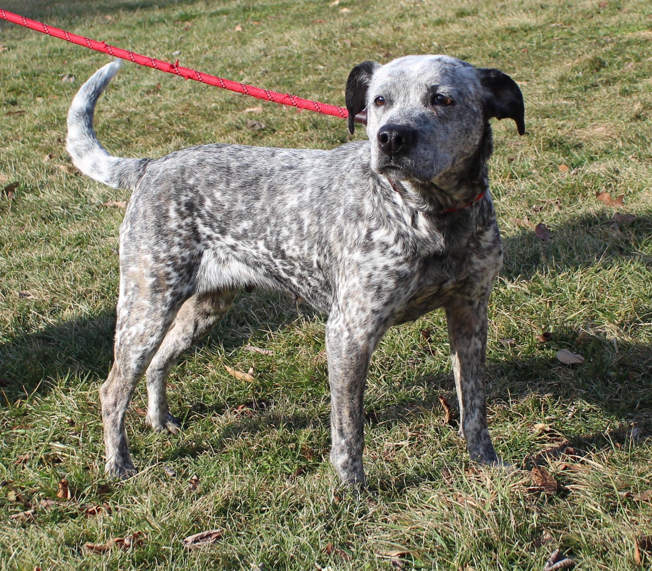 Enlarge Fancy (11446), a ADOPTABLE mixed breed in Heath, OH image 2/2