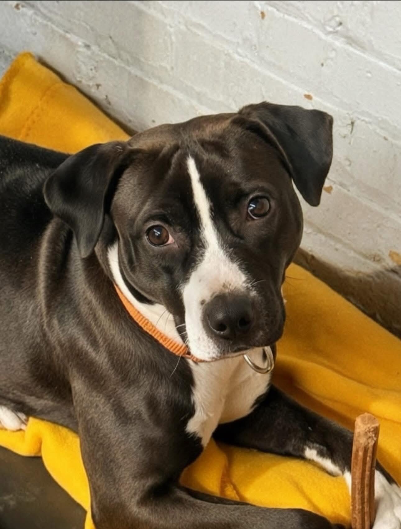 Delilah, a ADOPTABLE Mixed Breed in Blue Island, IL image 3/3