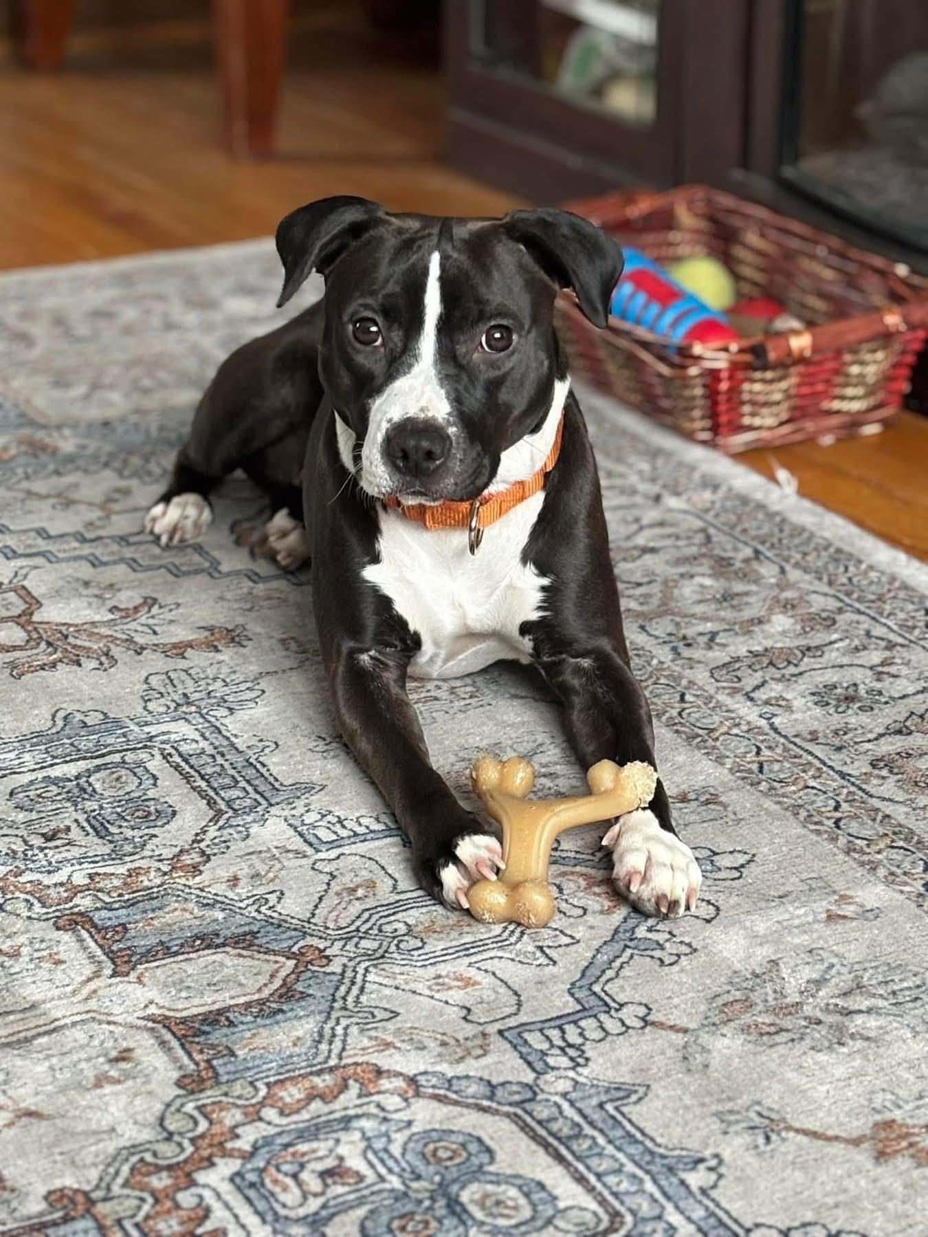 Delilah, ADOPTABLE, Young Female Mixed Breed.