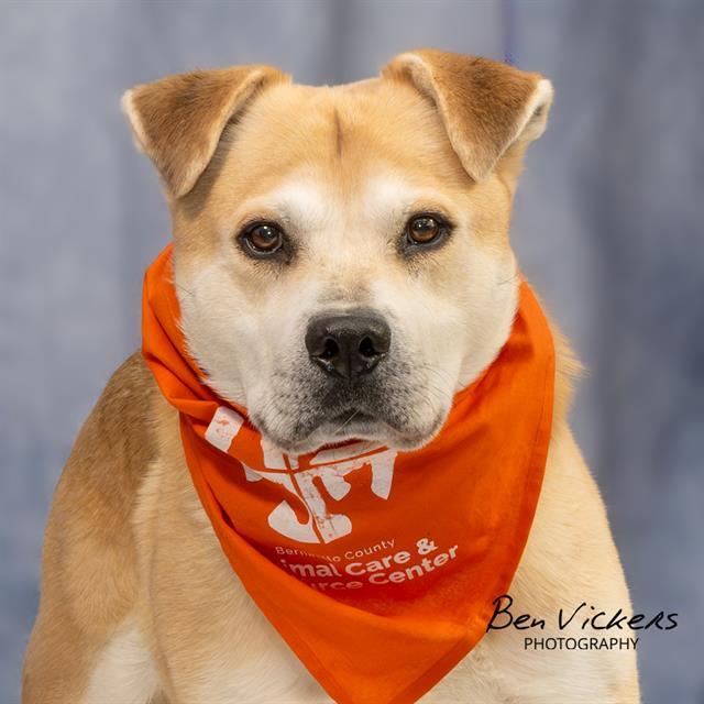 CHIP, Adoptable, Adult Male German Shepherd Dog & Mixed Breed.