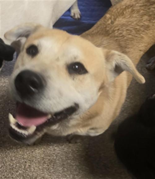 Enlarge CHIP, a Adoptable mixed breed in Albuquerque, NM image 1/1