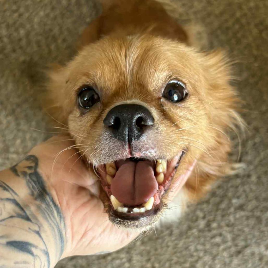 Ditto, Adoptable, Senior Male Pekingese.