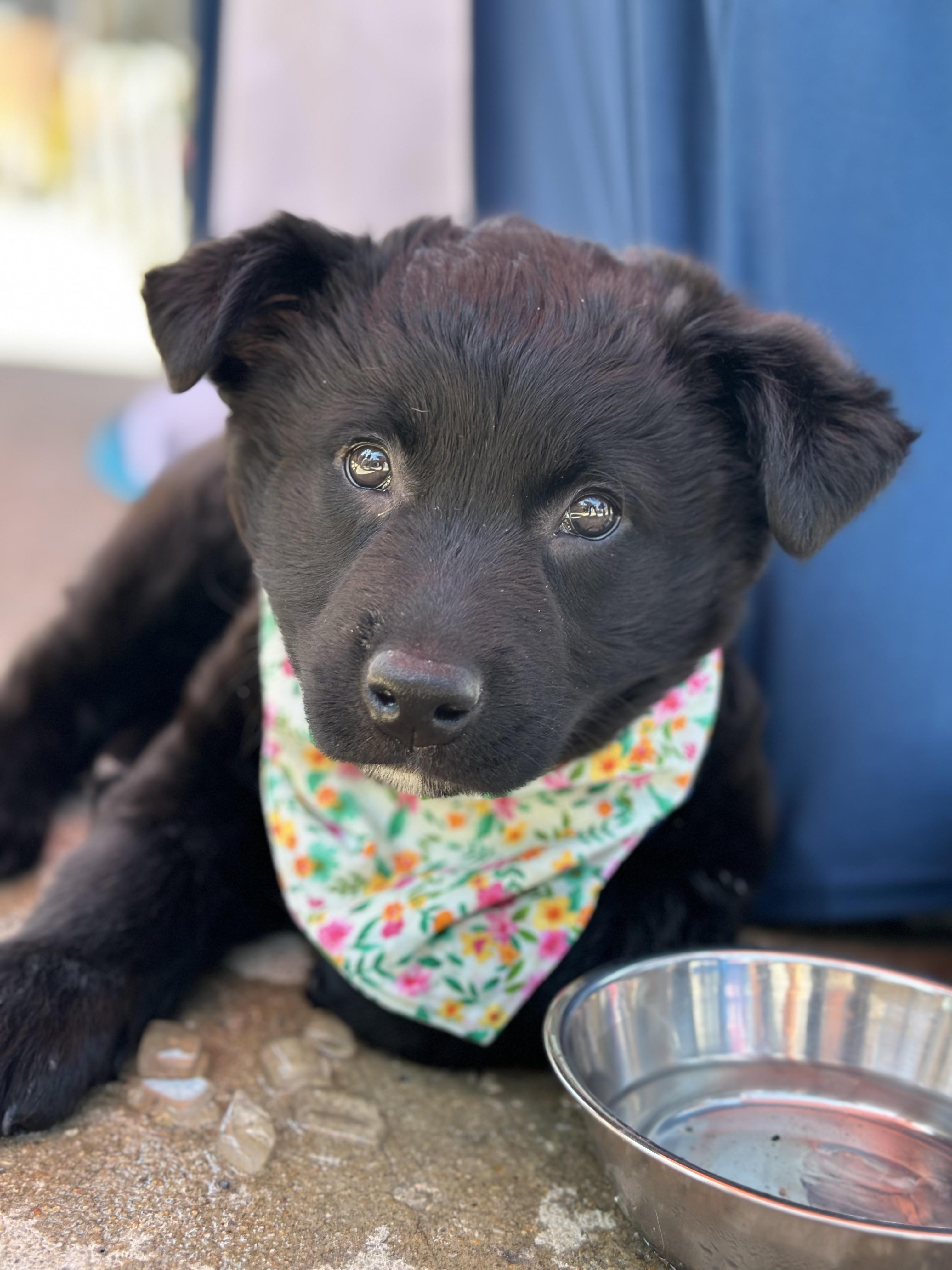 Sir Duke, ADOPTABLE, Puppy Male Shepherd.